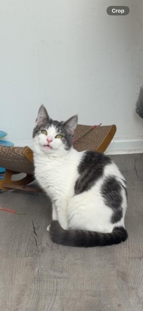 Millie, Adoptable, Young Female Domestic Medium Hair & Domestic Medium Hair.