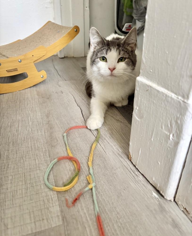 Millie, a Adoptable mixed breed in Springdale, PA image 2/6