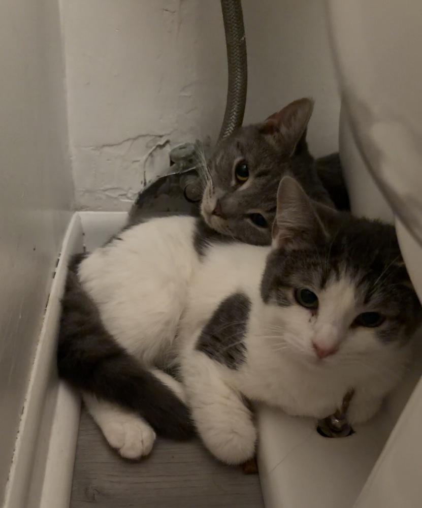 Millie, a Adoptable mixed breed in Springdale, PA image 3/6