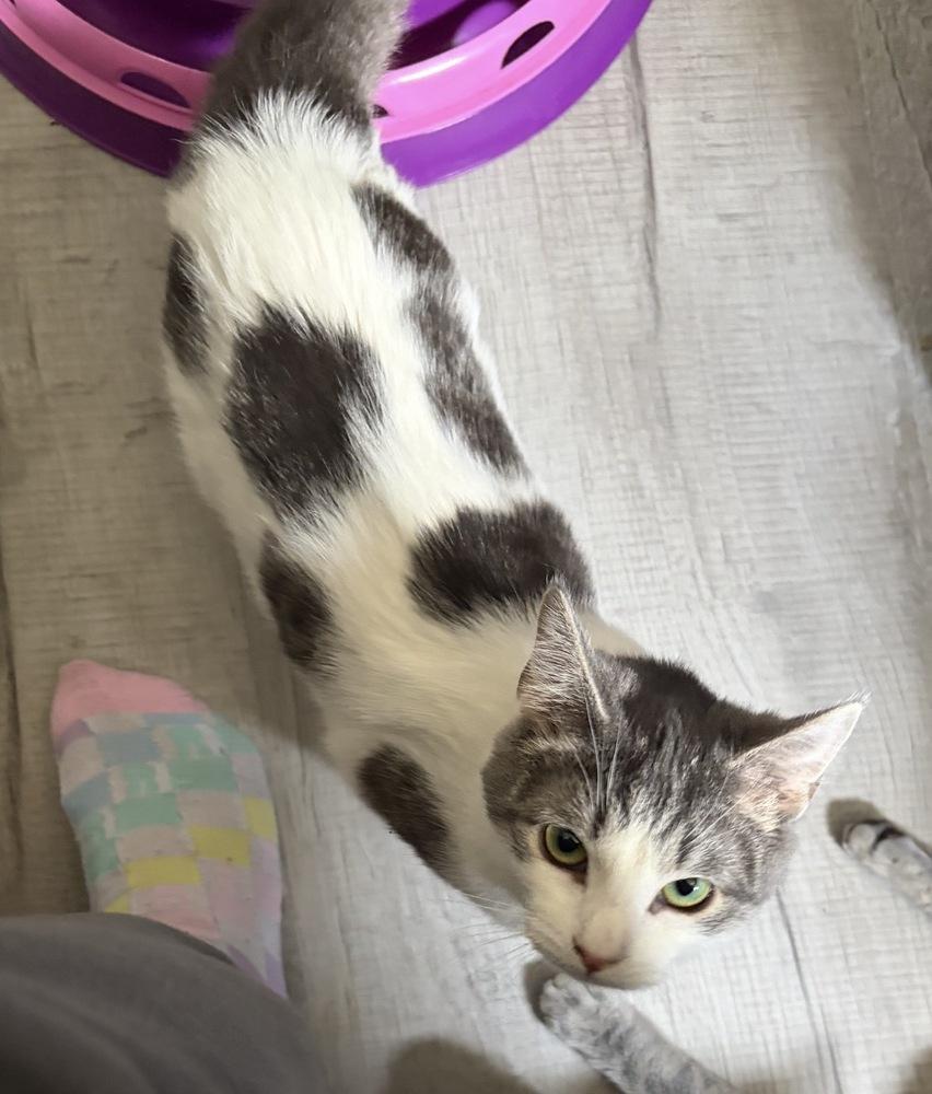 Millie, a Adoptable mixed breed in Springdale, PA image 4/6