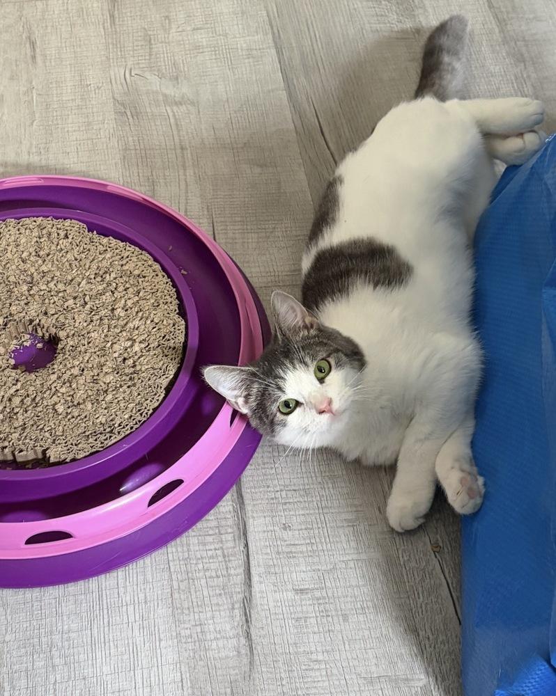 Millie, a Adoptable mixed breed in Springdale, PA image 5/6