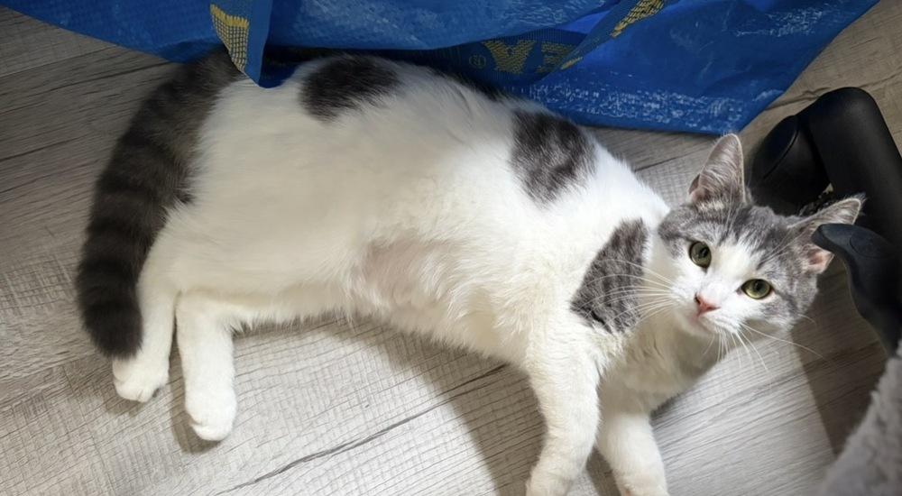 Millie, a Adoptable mixed breed in Springdale, PA image 6/6