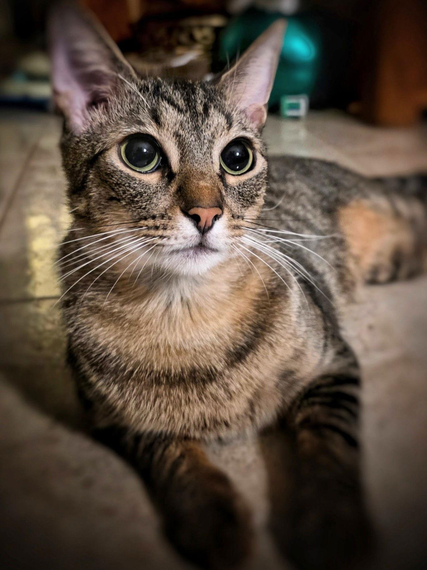 Enlarge Rollo, a Adoptable Domestic Short Hair in St. Cloud, FL image 1/3