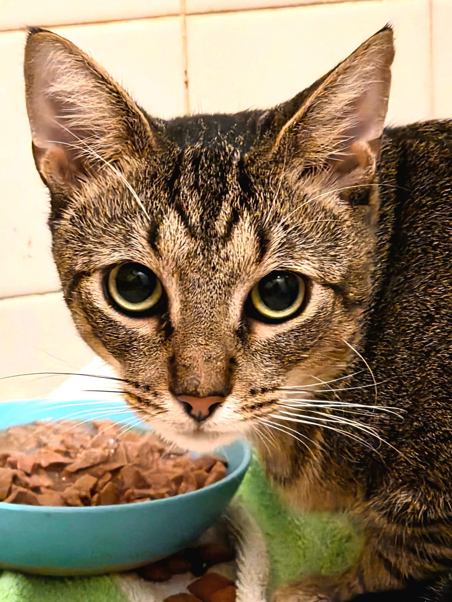 Enlarge Rollo, a Adoptable Domestic Short Hair in St. Cloud, FL image 2/3