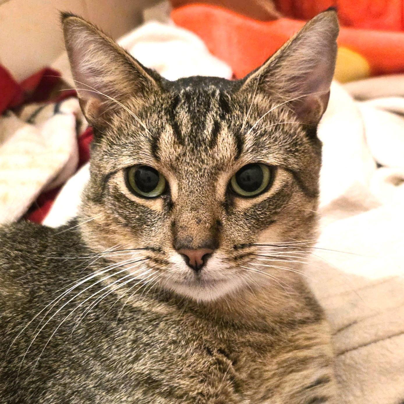 Rollo — thumbnail 3