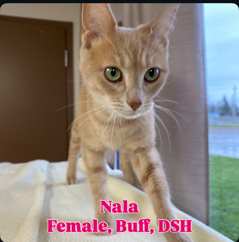 Enlarge Nala, a Adoptable Domestic Short Hair in Cannington, ON image 1/1