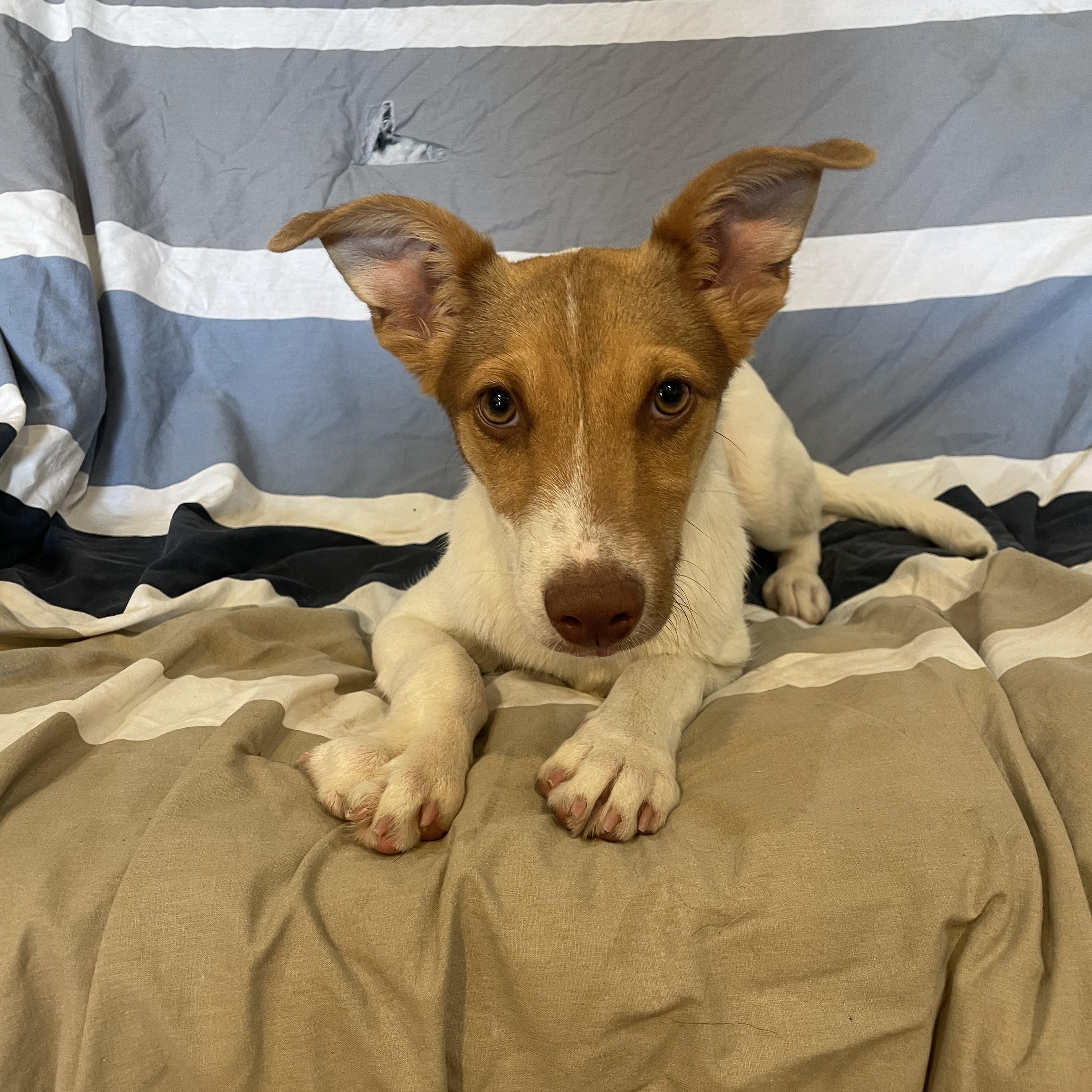 Enlarge LEO, a ADOPTABLE mixed breed in Phoenix, AZ image 3/4
