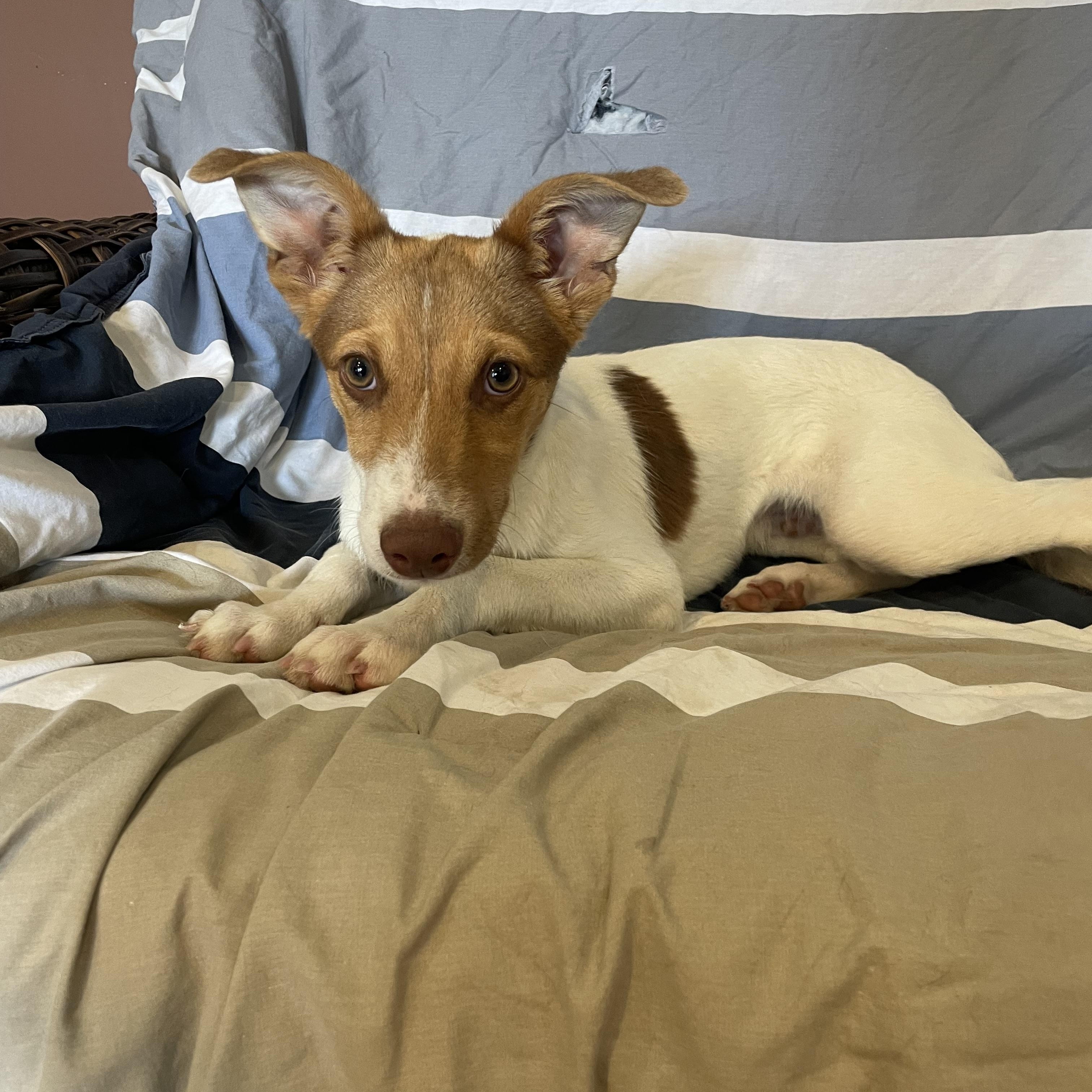 Enlarge LEO, a ADOPTABLE mixed breed in Phoenix, AZ image 4/4