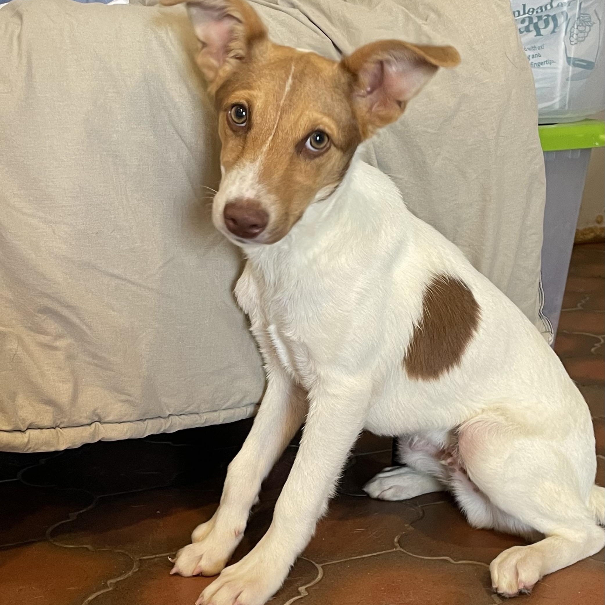 Enlarge LEO, a ADOPTABLE mixed breed in Phoenix, AZ image 2/4