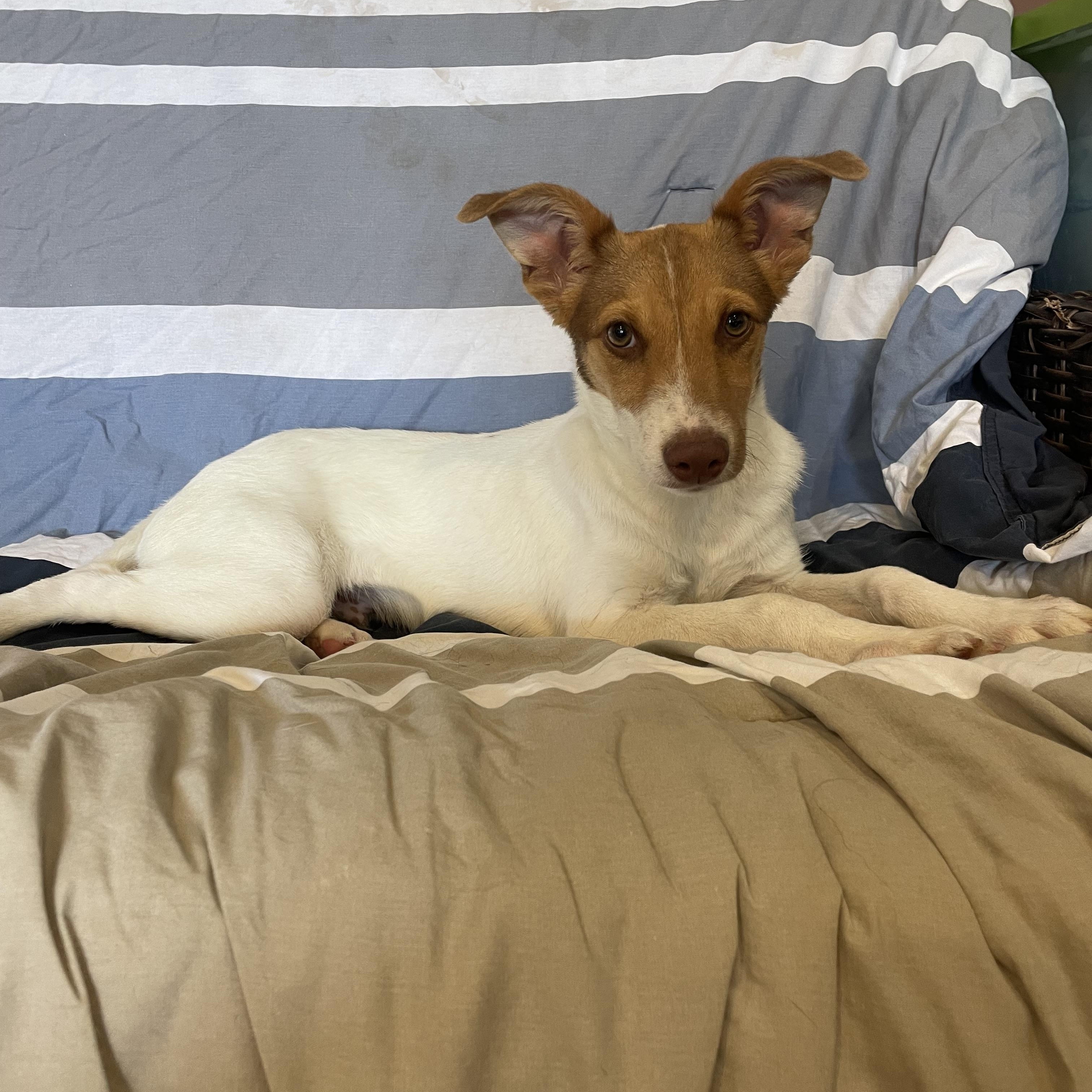 Enlarge LEO, a ADOPTABLE mixed breed in Phoenix, AZ image 1/4