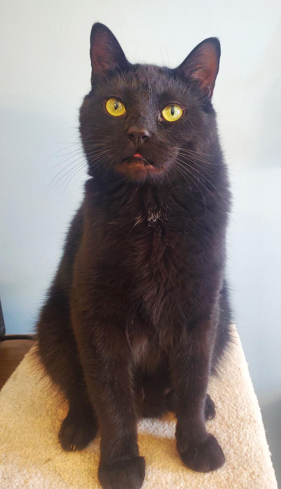 Wander - part of a bonded pair with Mystic, a Adoptable mixed breed in Spokane, WA image 2/2