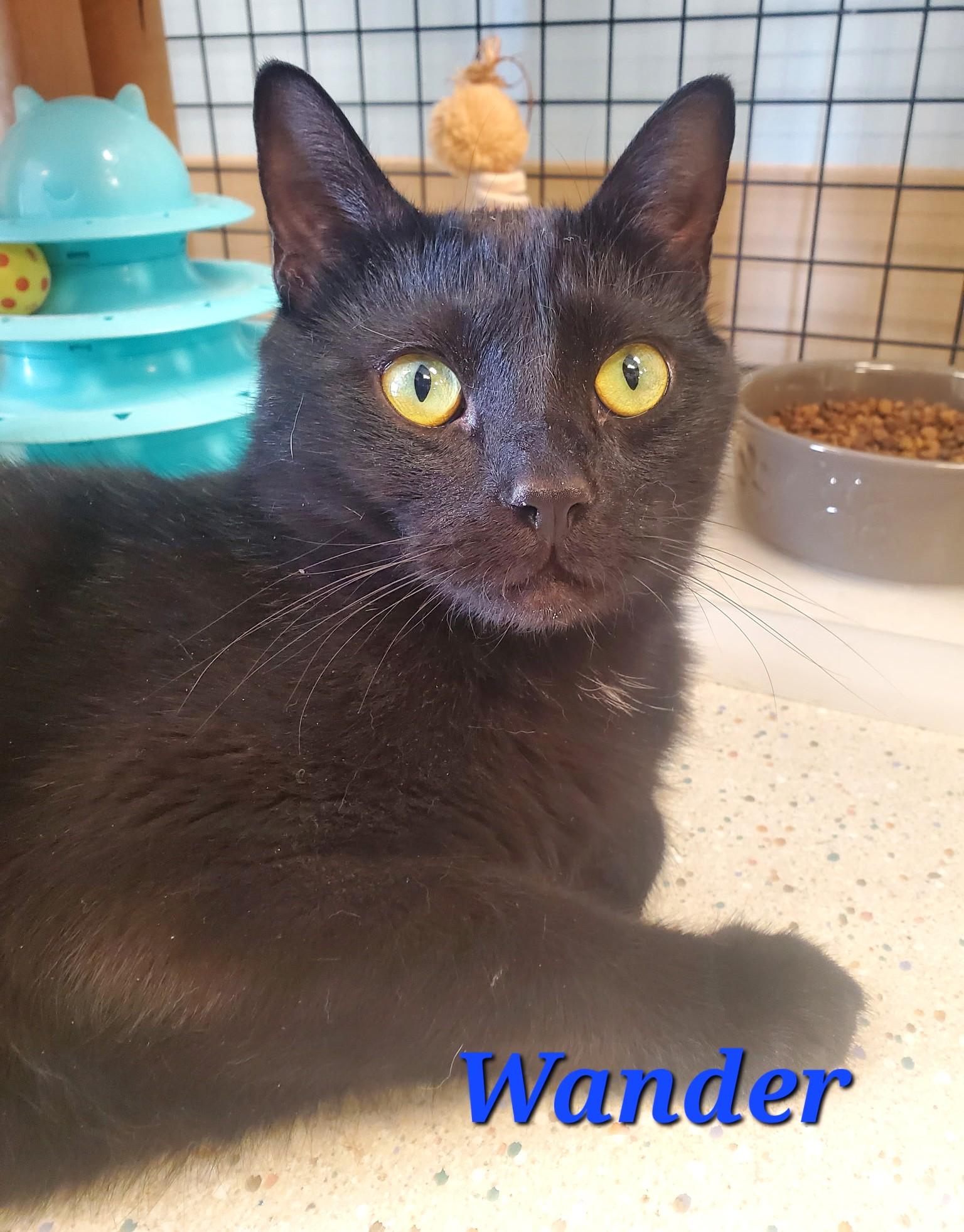 Enlarge Wander - part of a bonded pair with Mystic, a Adoptable mixed breed in Spokane, WA image 1/1