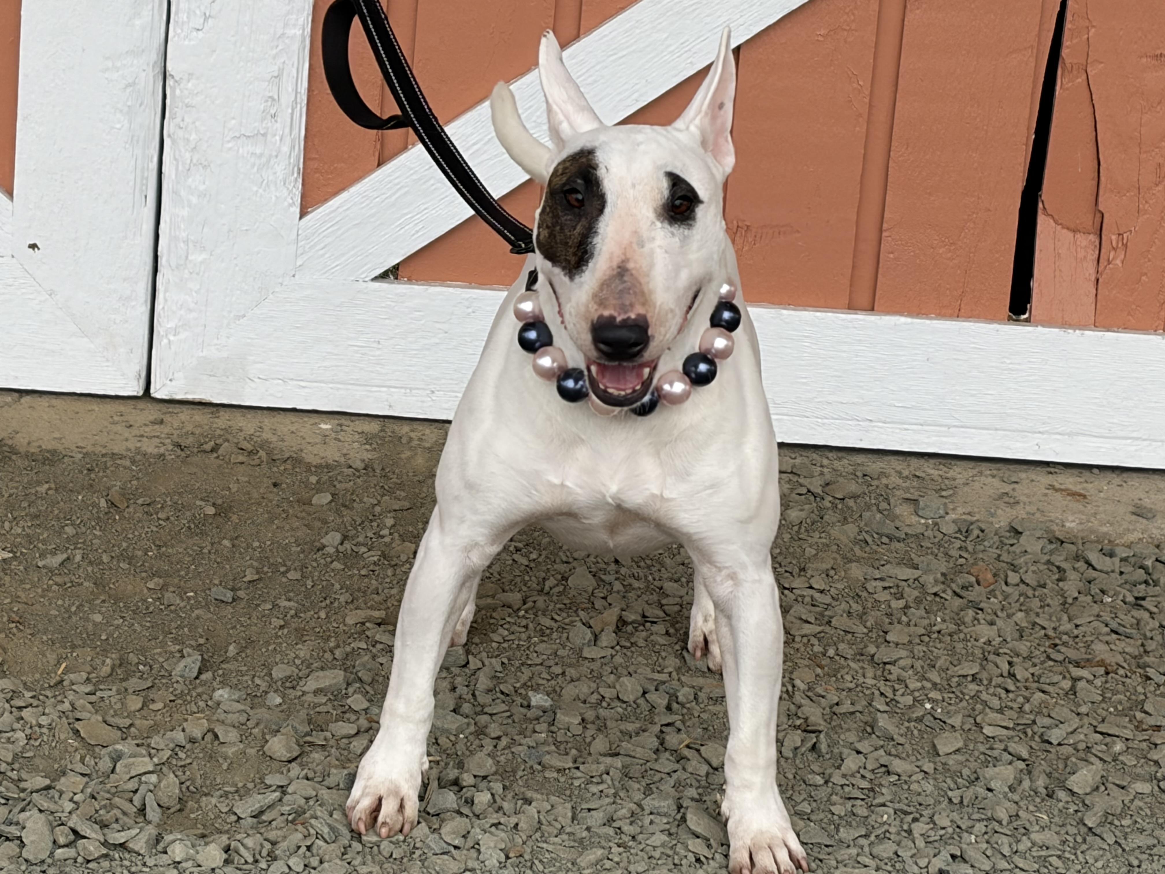 Enlarge Izzy , an adopted Bull Terrier in Warrenton, VA image 6/6