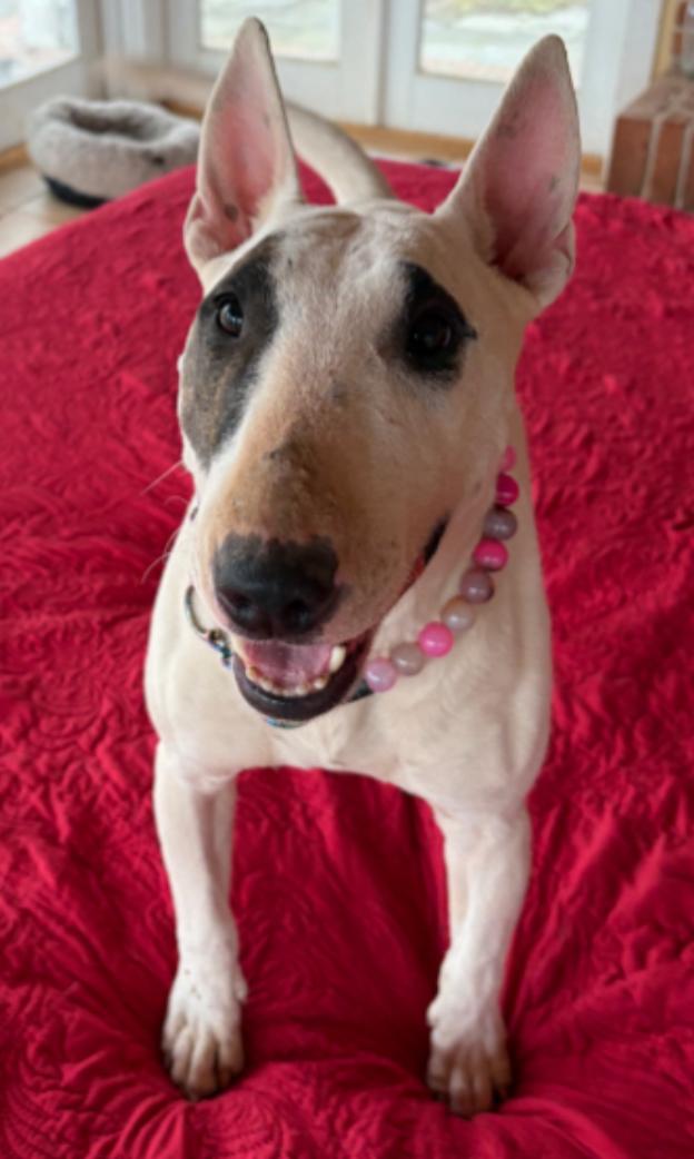 Enlarge Izzy , an adopted Bull Terrier in Warrenton, VA image 3/6