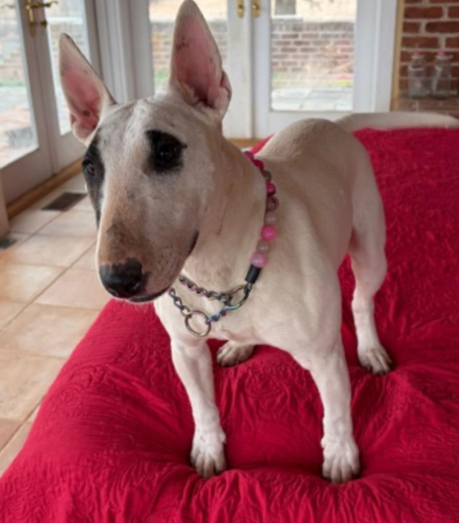 Enlarge Izzy , an adopted Bull Terrier in Warrenton, VA image 2/6