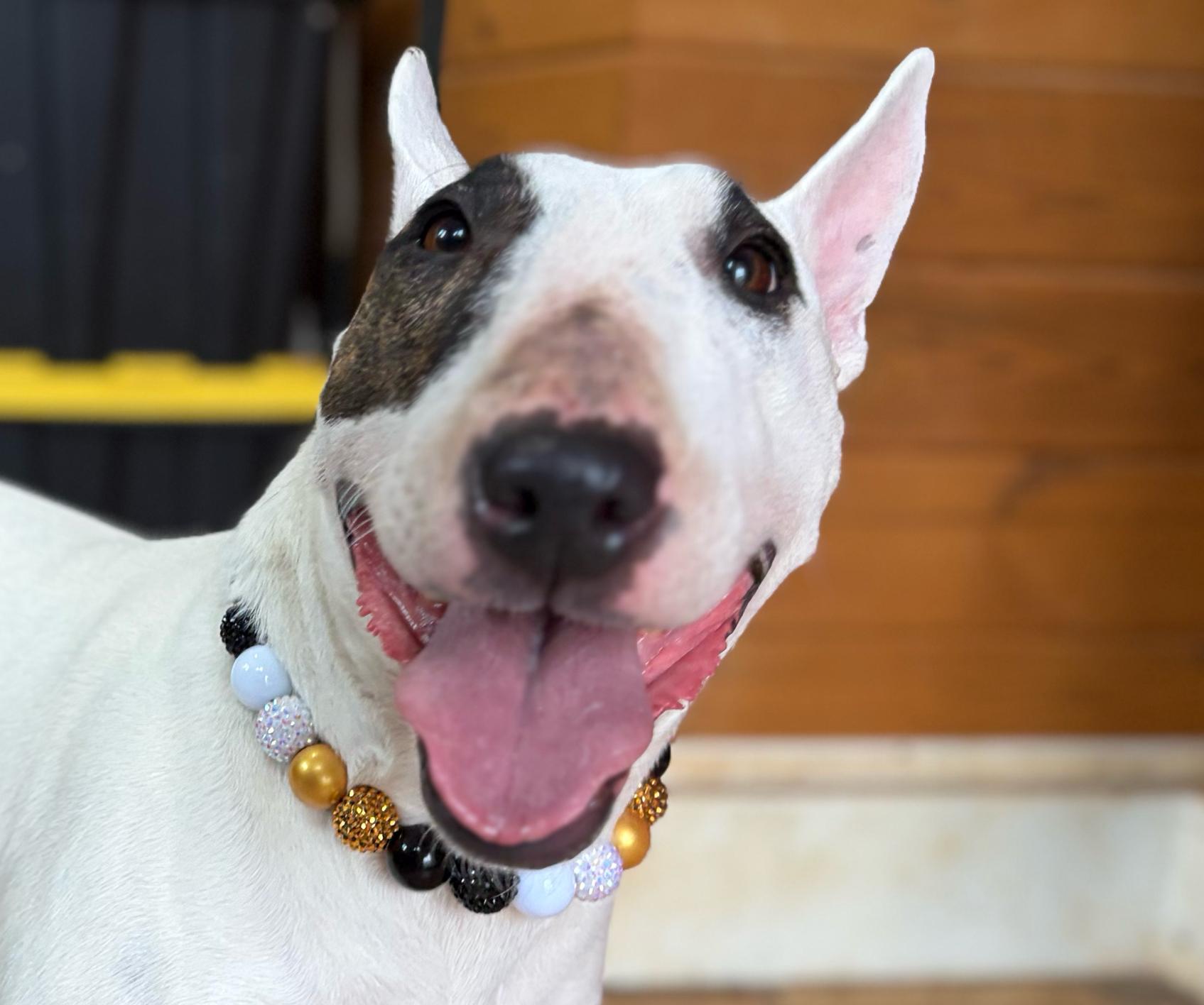 Enlarge Izzy , an adopted Bull Terrier in Warrenton, VA image 1/6