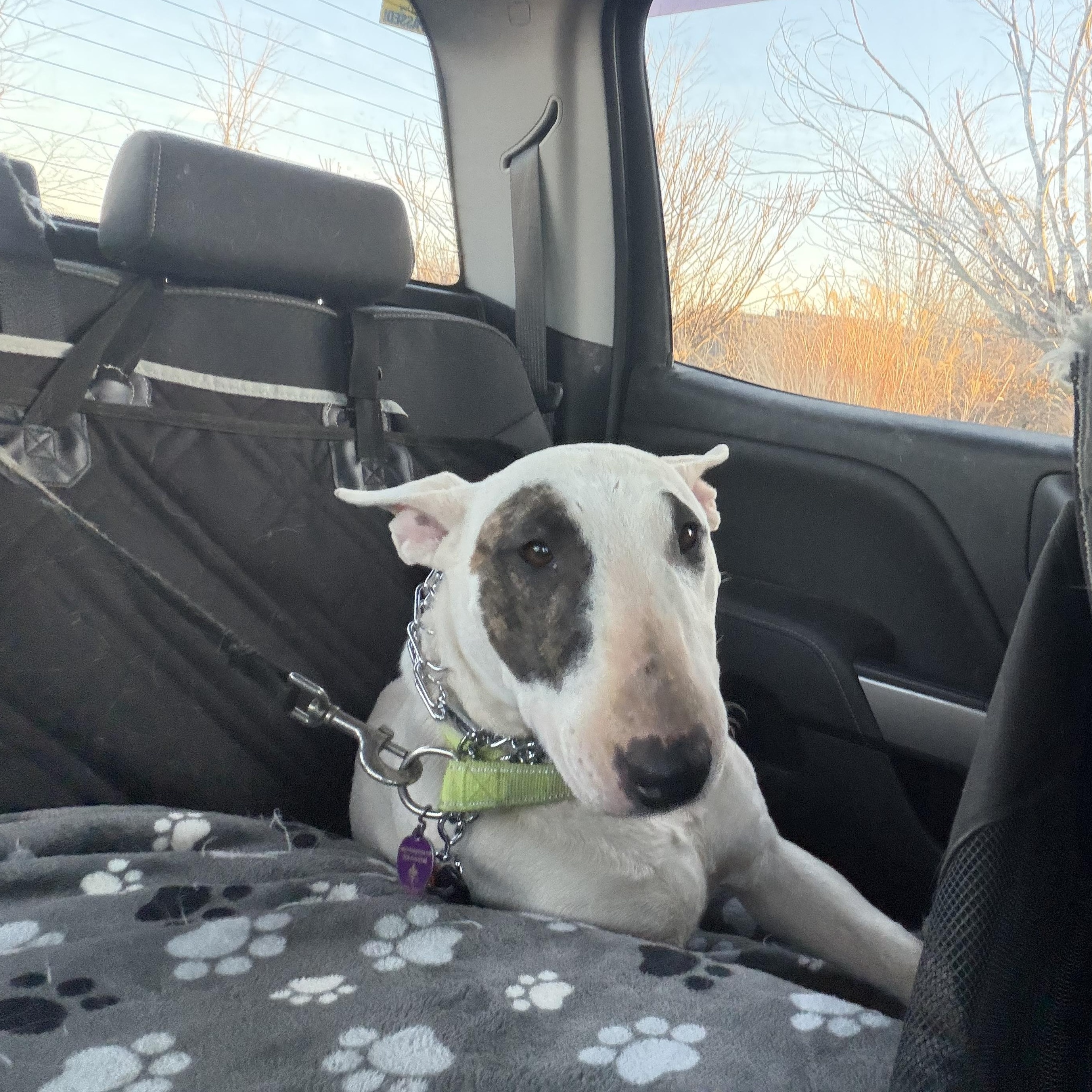 Enlarge Izzy , an adopted Bull Terrier in Warrenton, VA image 5/6