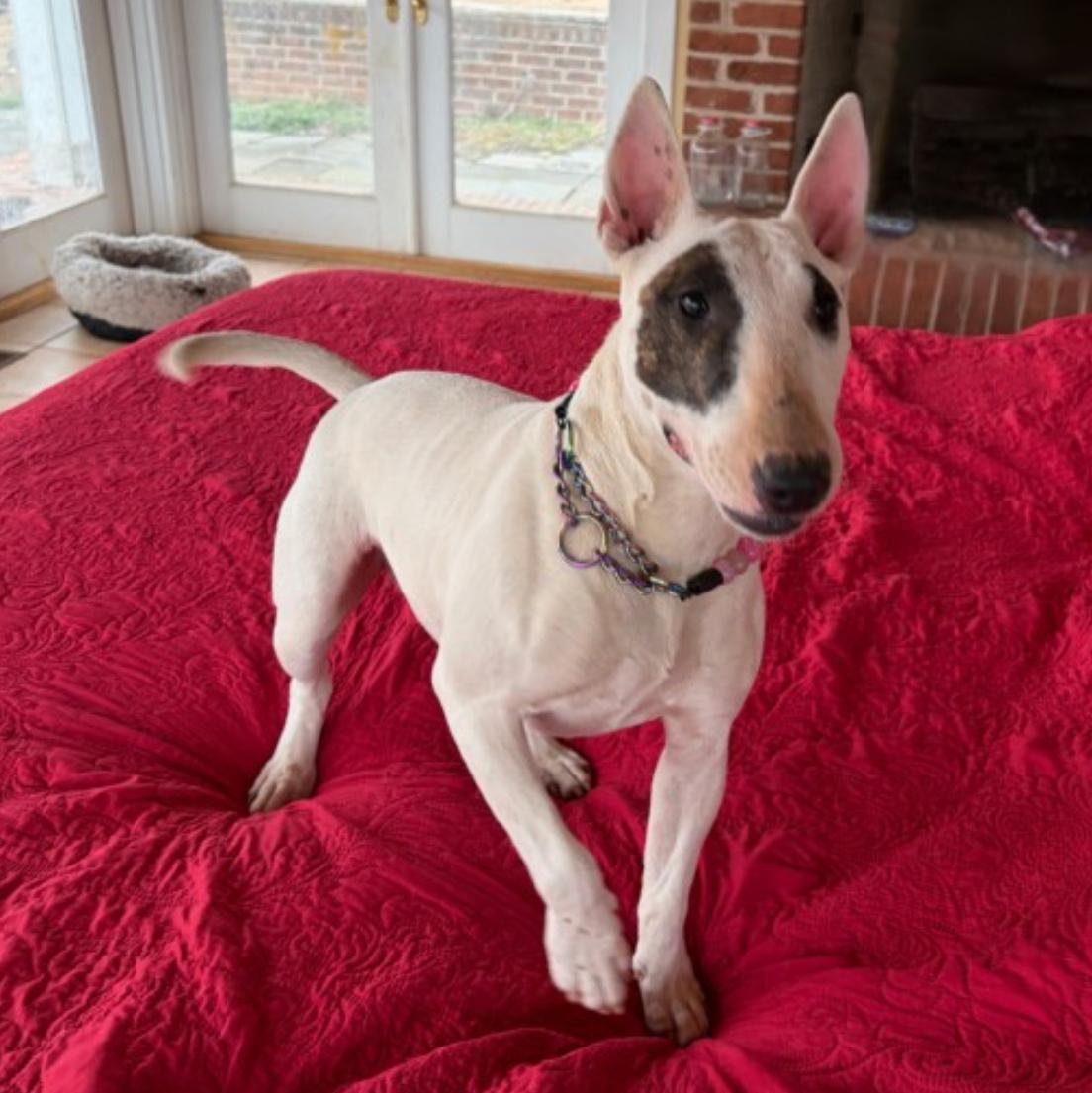 Enlarge Izzy , an adopted Bull Terrier in Warrenton, VA image 4/6