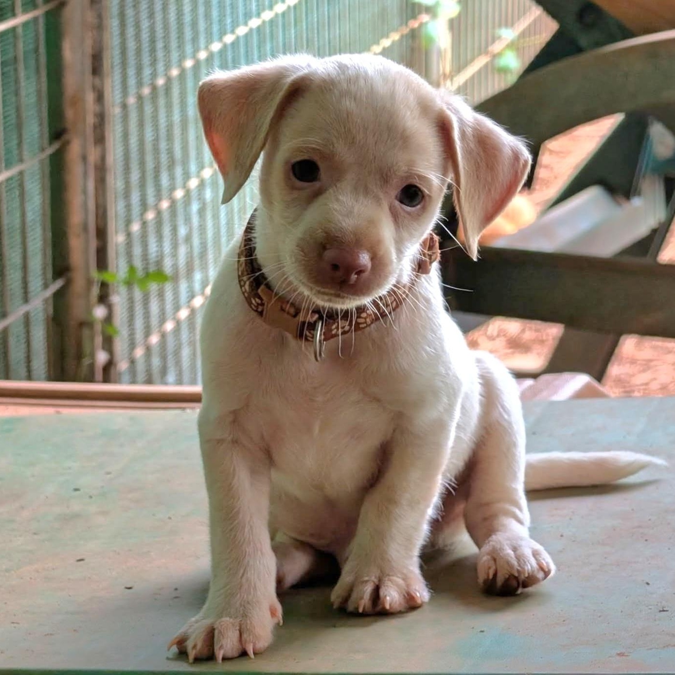 Reno, an adopted mixed breed in Milledgeville, GA image 3/5