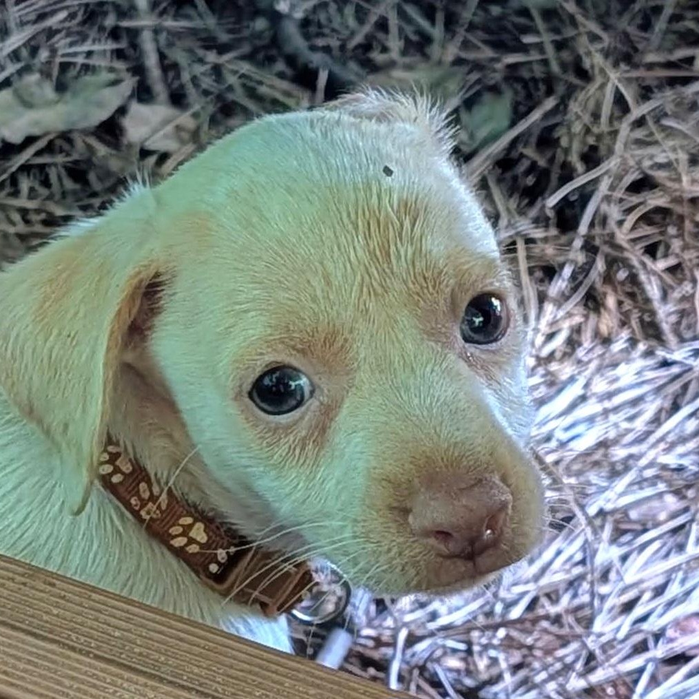 Reno, an adopted mixed breed in Milledgeville, GA image 5/5