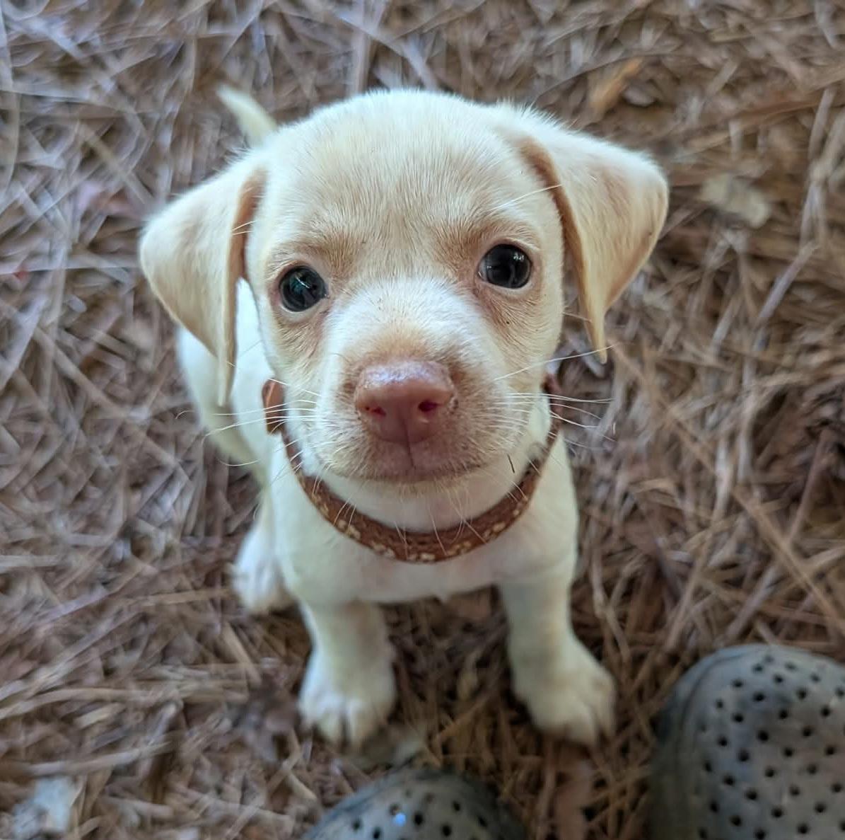 Reno, an adopted mixed breed in Milledgeville, GA image 2/5