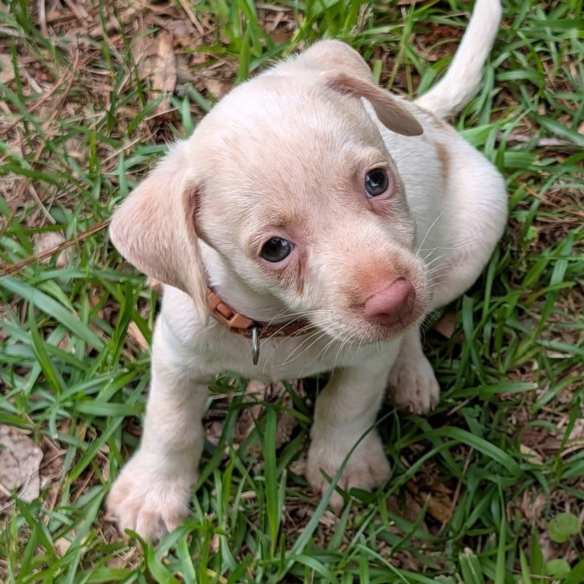 Reno, an adopted mixed breed in Milledgeville, GA image 4/5
