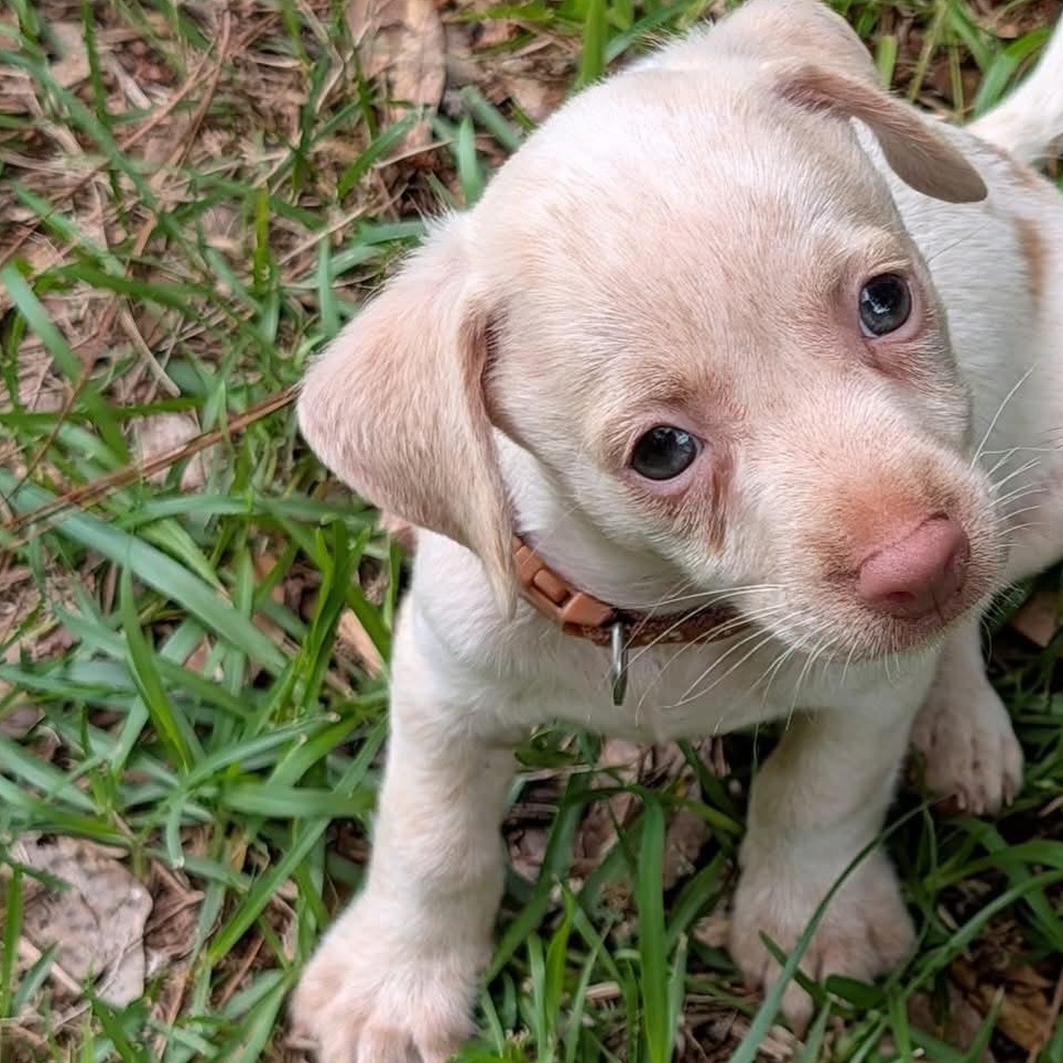Reno, an adopted mixed breed in Milledgeville, GA image 1/5