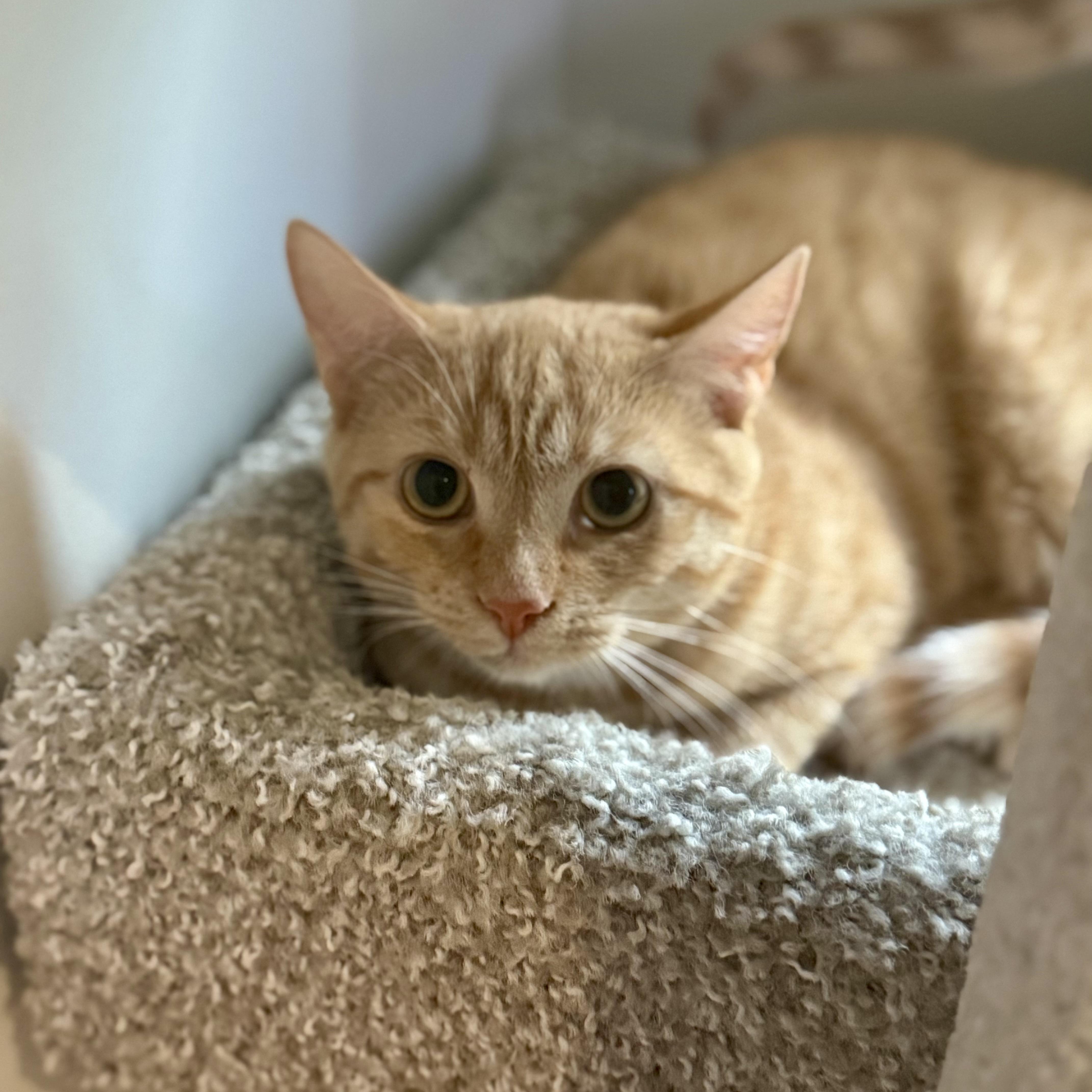 Burrata, a Adoptable Domestic Short Hair in Richmond, VA image 1/2