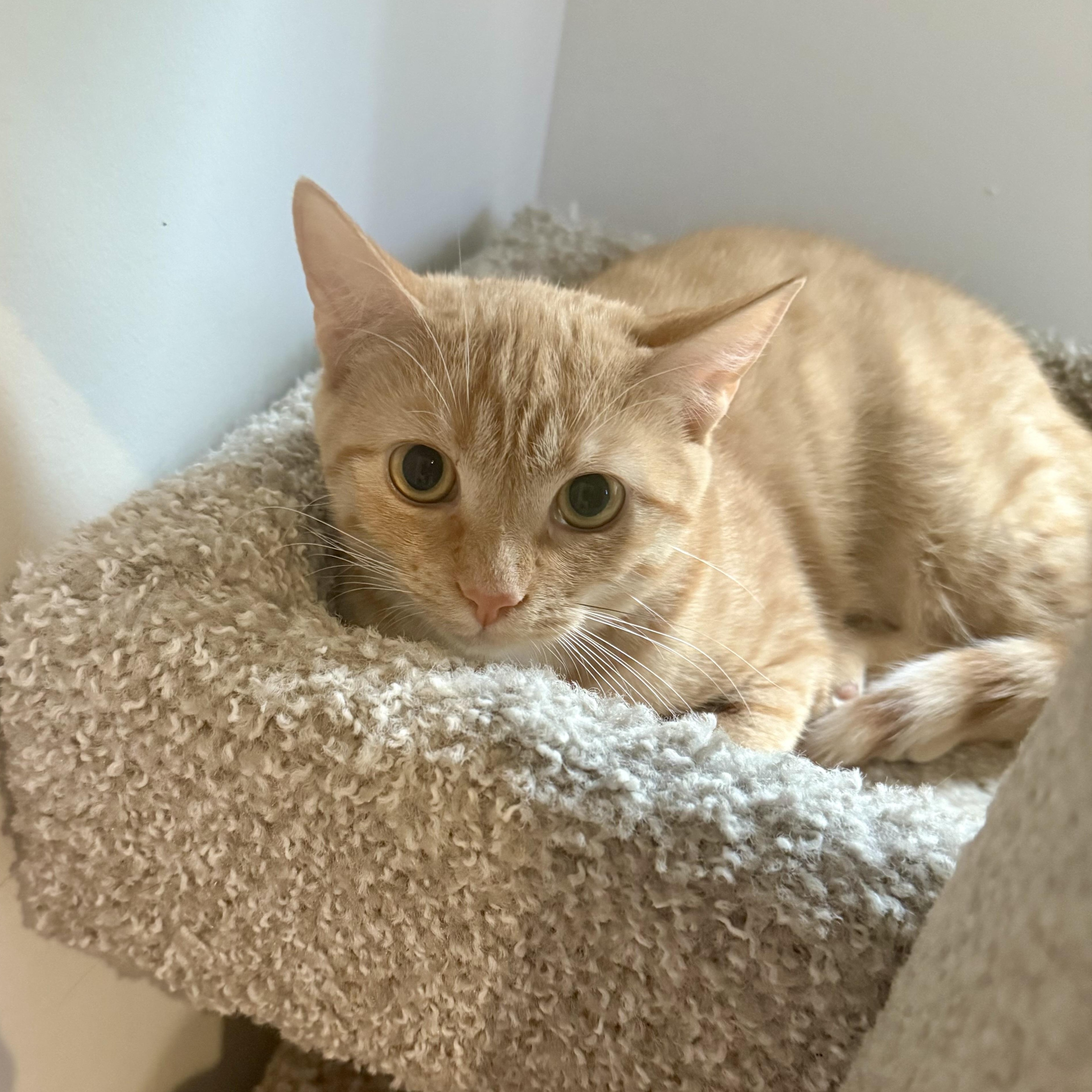 Burrata, a Adoptable Domestic Short Hair in Richmond, VA image 2/2