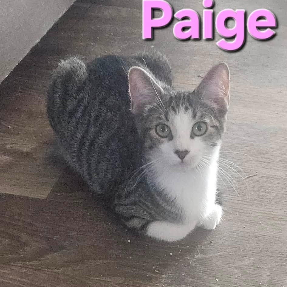 Paige, ADOPTABLE, Young Female Domestic Short Hair.