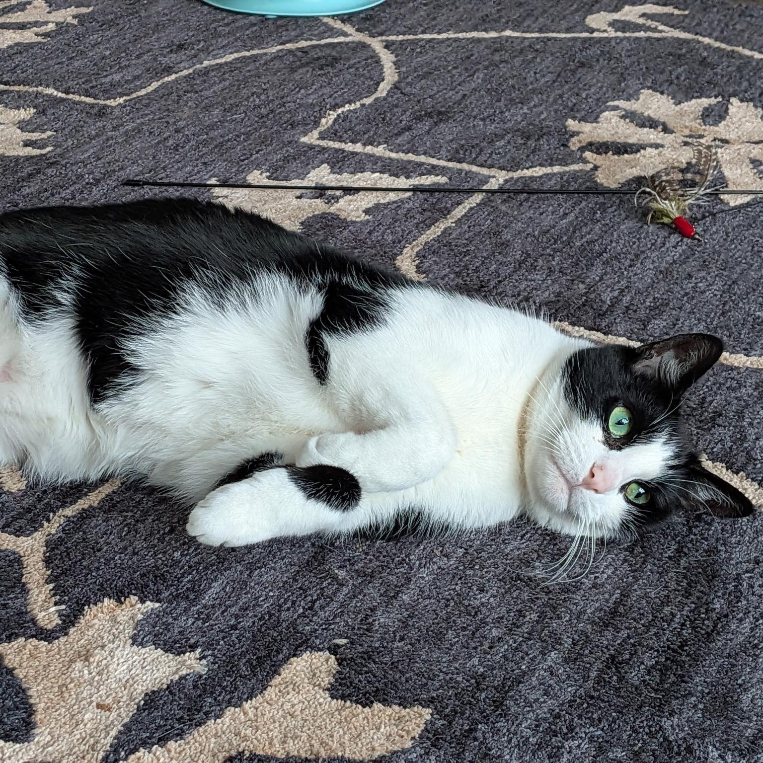 Enlarge Jett, a Adoptable Domestic Short Hair in Rockford, MI image 1/6