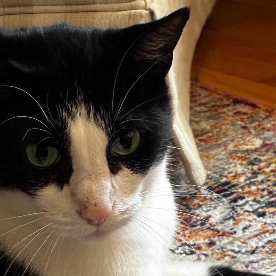 Enlarge Jett, an adoptable Domestic Short Hair in Rockford, MI image 5/6