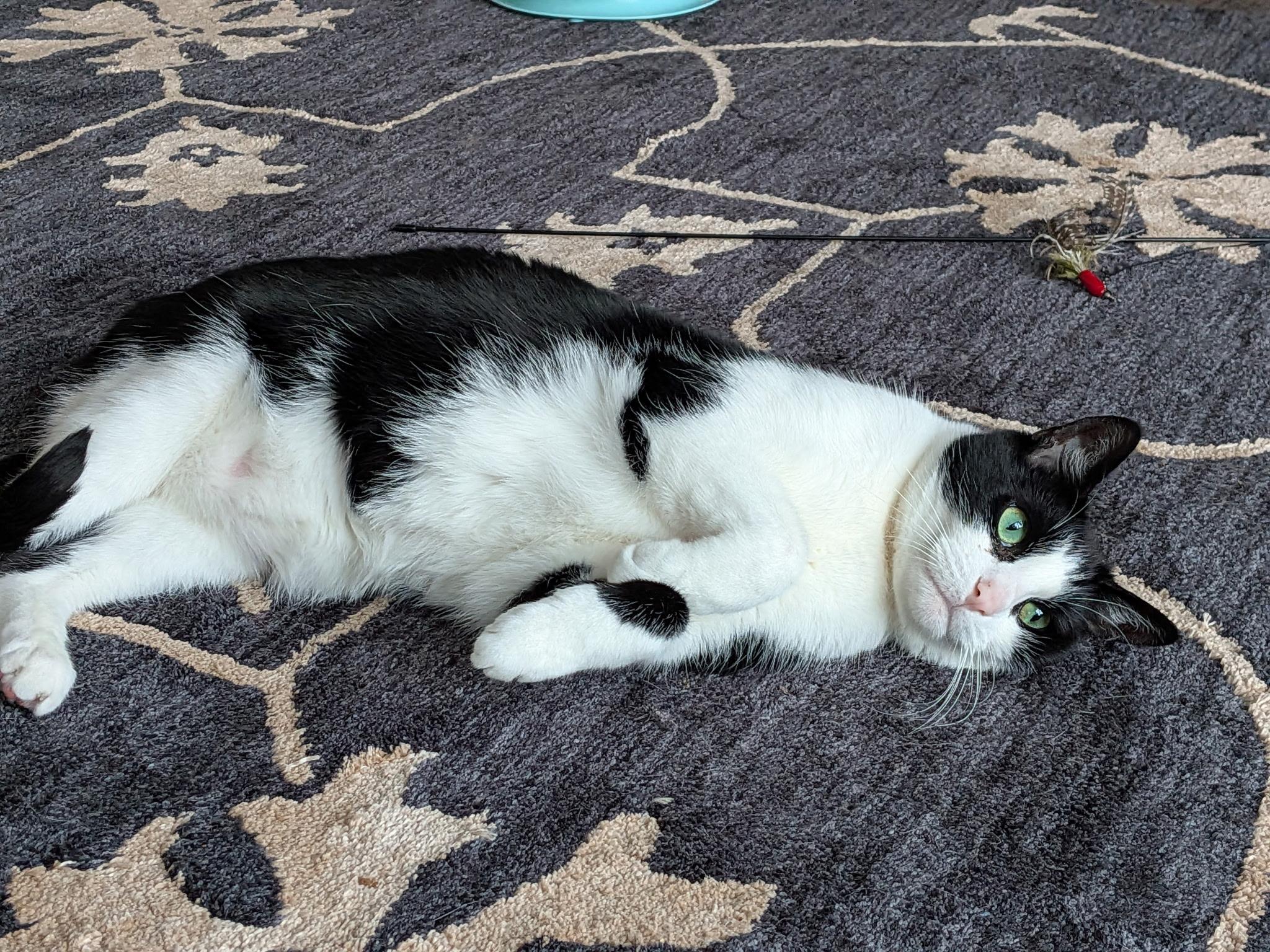 Enlarge Jett, an adoptable Domestic Short Hair in Rockford, MI image 6/6