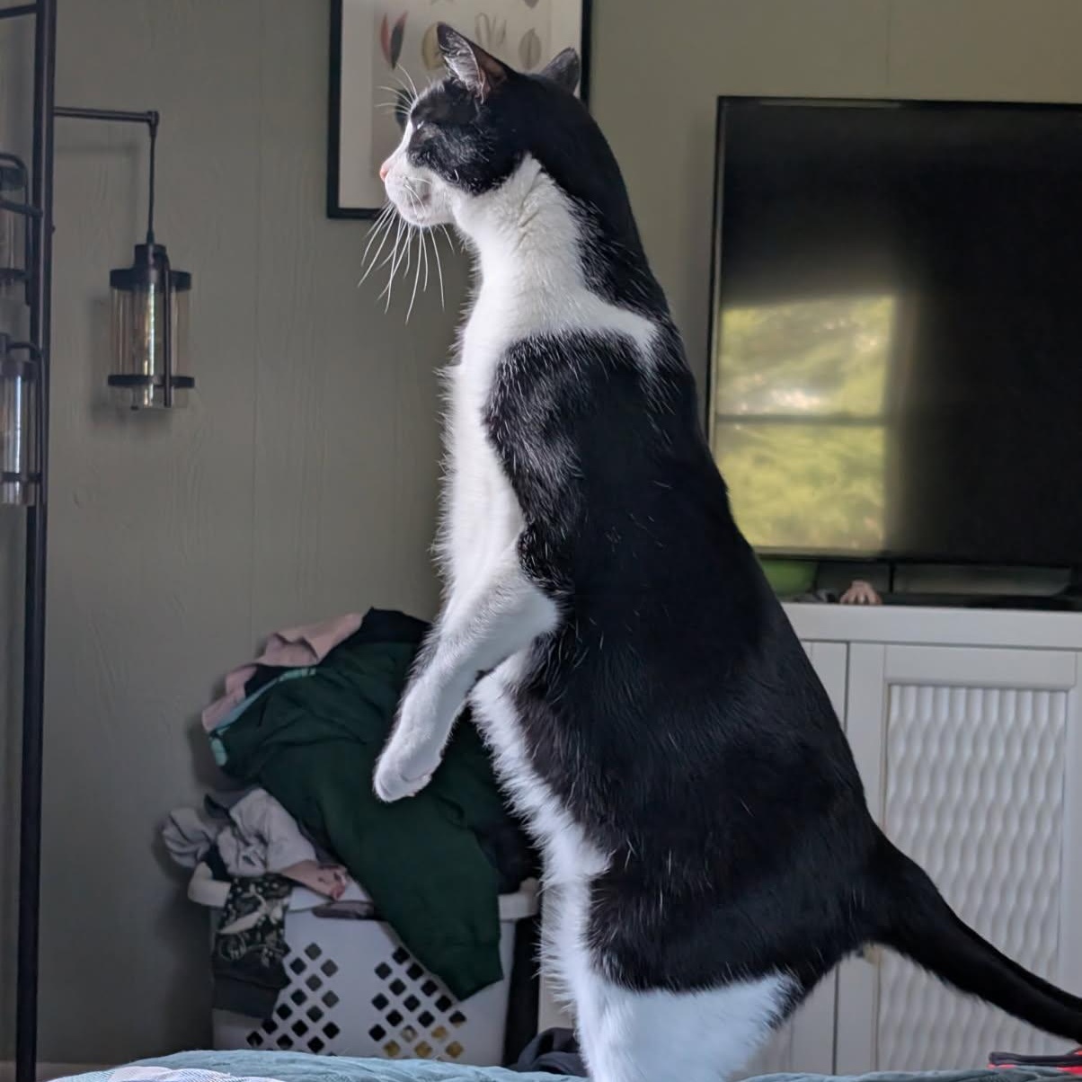 Enlarge Jett, an adoptable Domestic Short Hair in Rockford, MI image 2/6