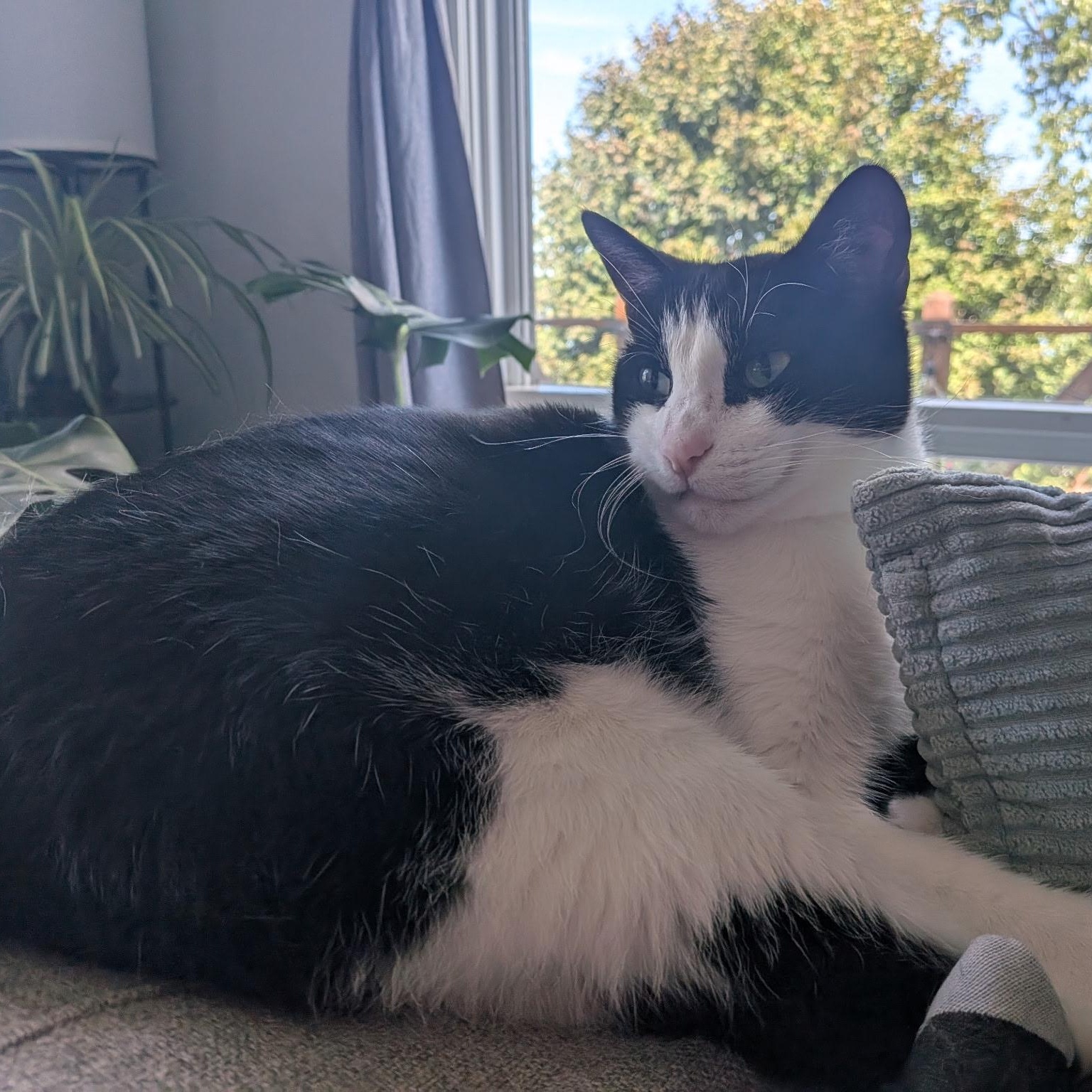 Enlarge Jett, a Adoptable Domestic Short Hair in Rockford, MI image 3/6