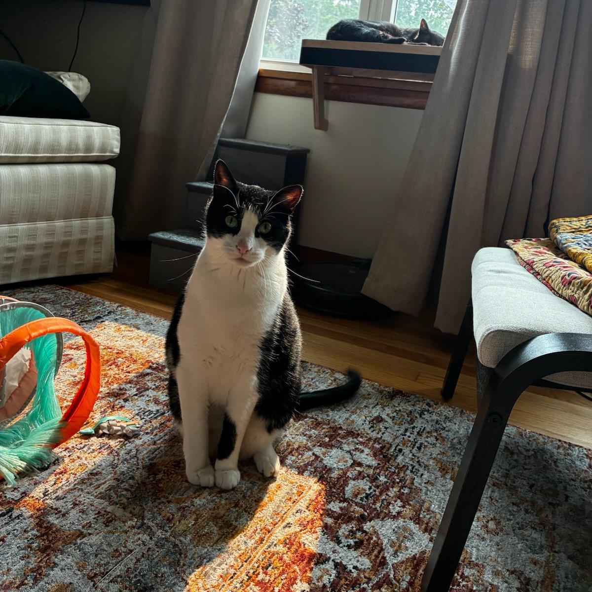 Enlarge Jett, an adoptable Domestic Short Hair in Rockford, MI image 3/6