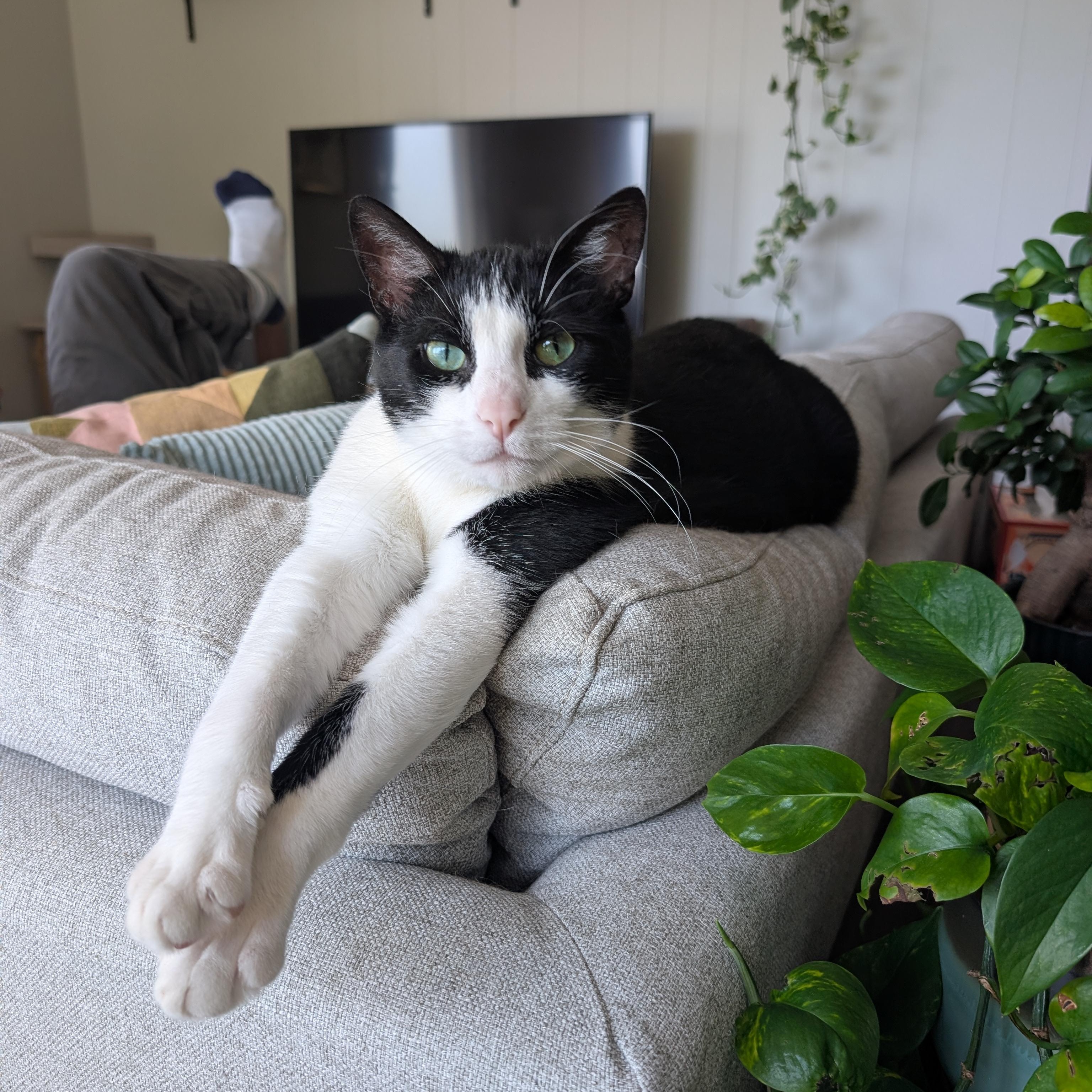 Enlarge Jett, a Adoptable Domestic Short Hair in Rockford, MI image 1/6