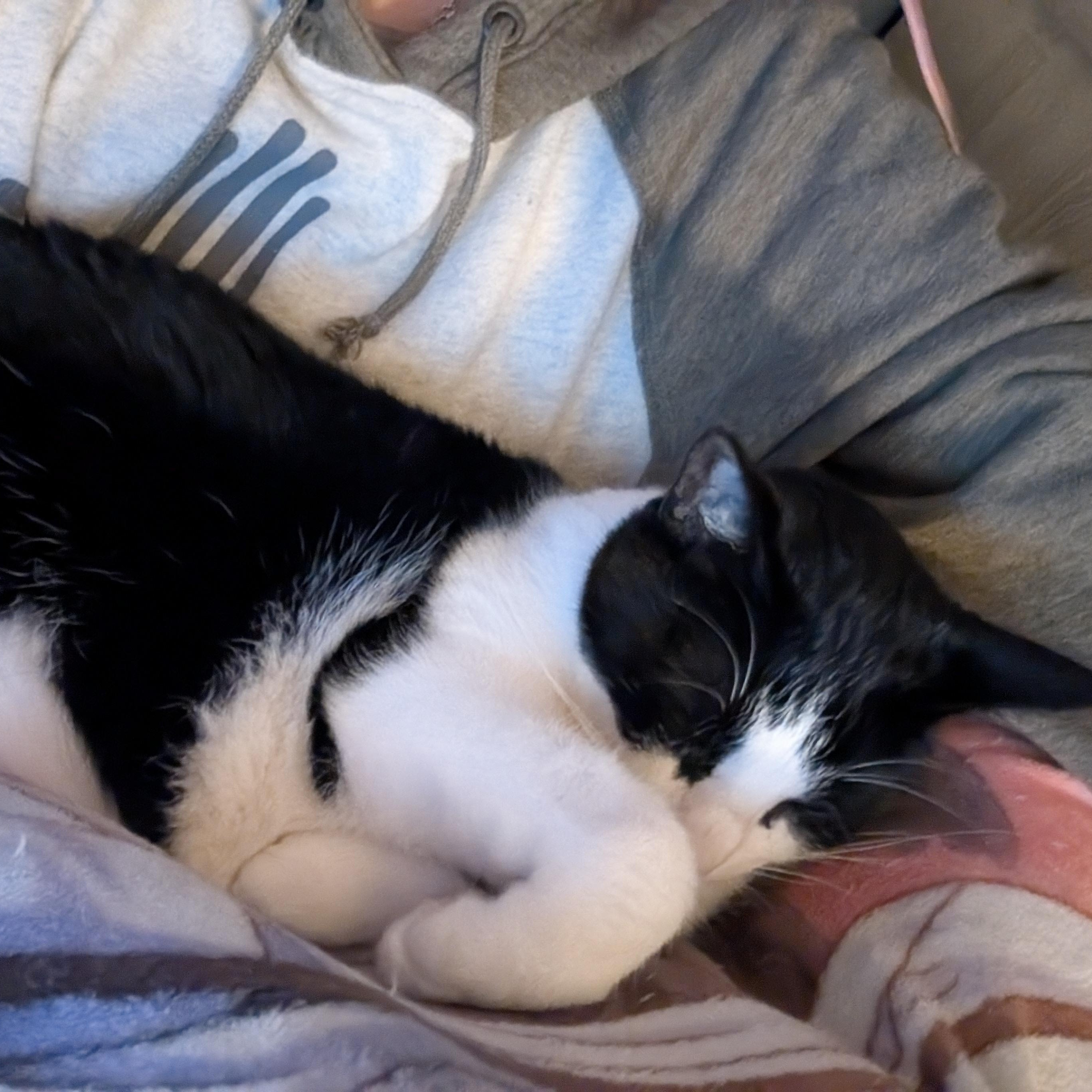 Enlarge Jett, a Adoptable Domestic Short Hair in Rockford, MI image 4/6