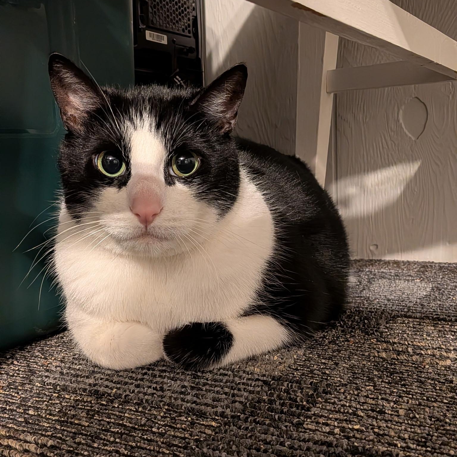 Enlarge Jett, a Adoptable Domestic Short Hair in Rockford, MI image 4/6