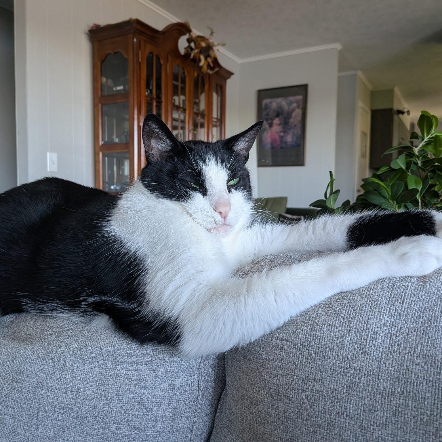 Enlarge Jett, a Adoptable Domestic Short Hair in Rockford, MI image 5/6