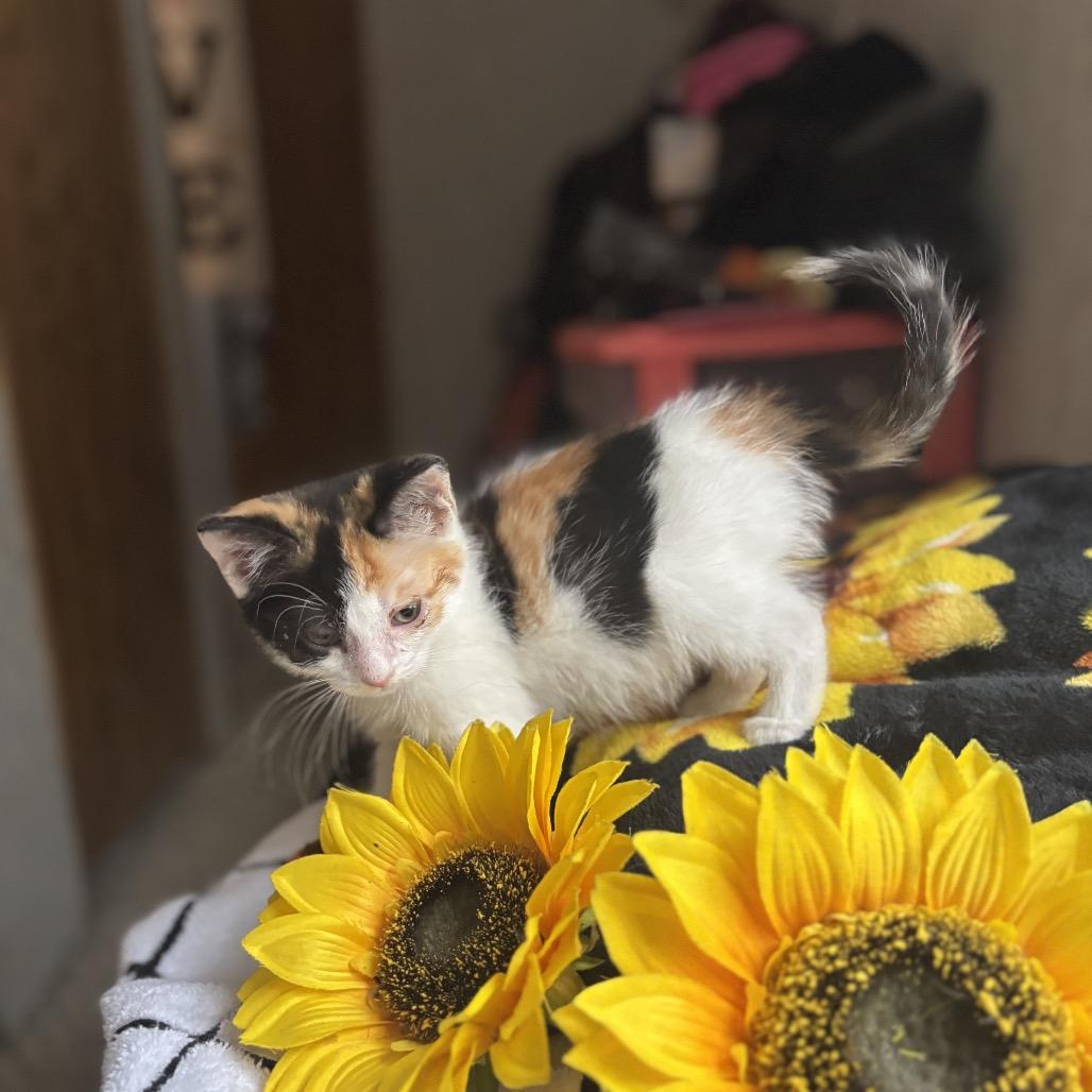 Scout Felv+ thumbnail 3