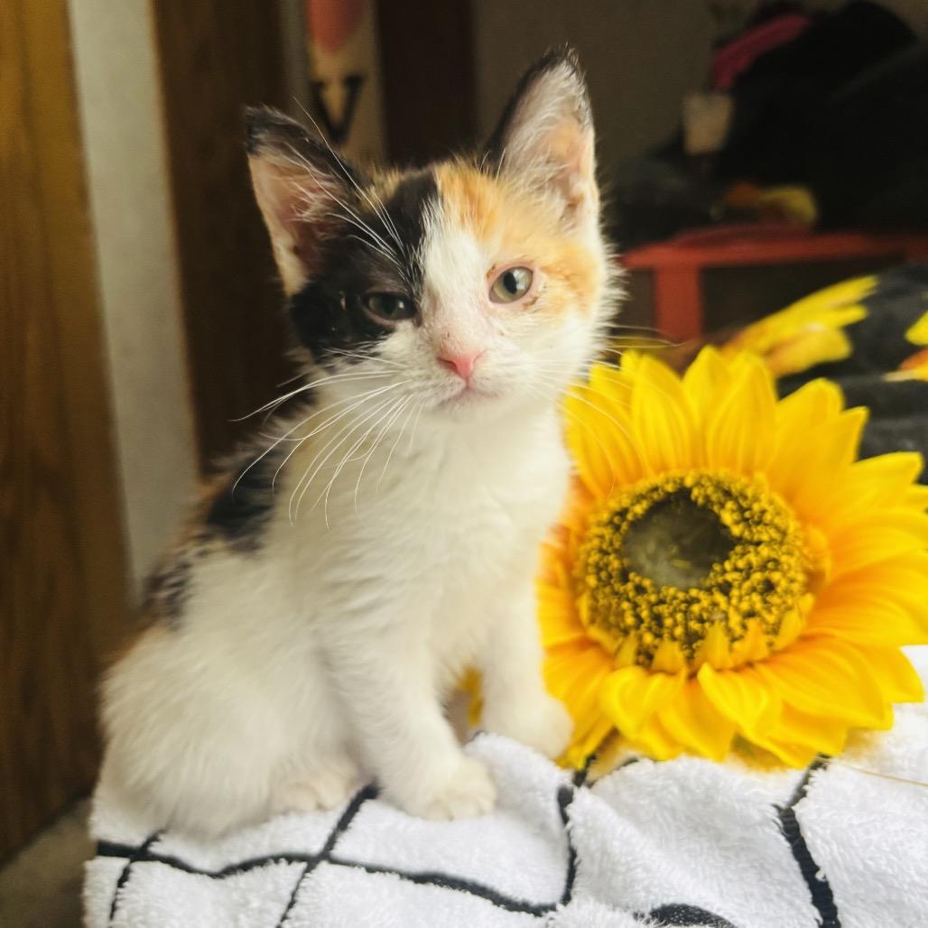 Scout Felv+ thumbnail 4