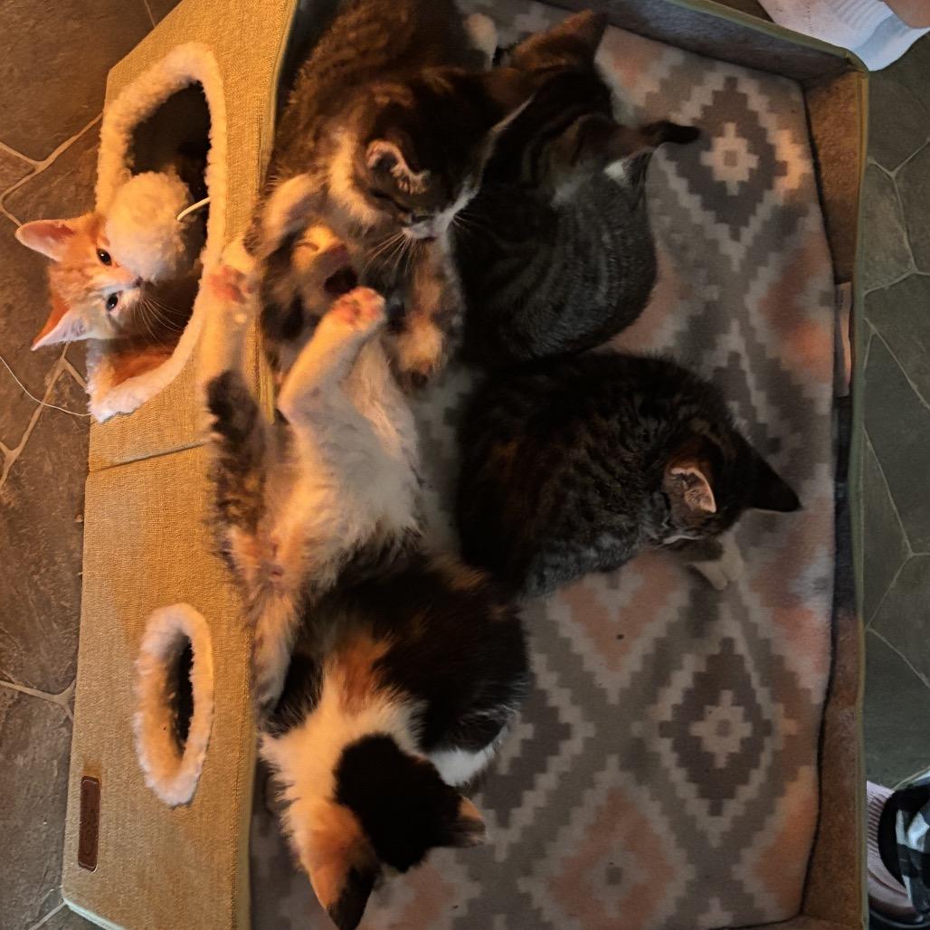 Scout Felv+ thumbnail 5