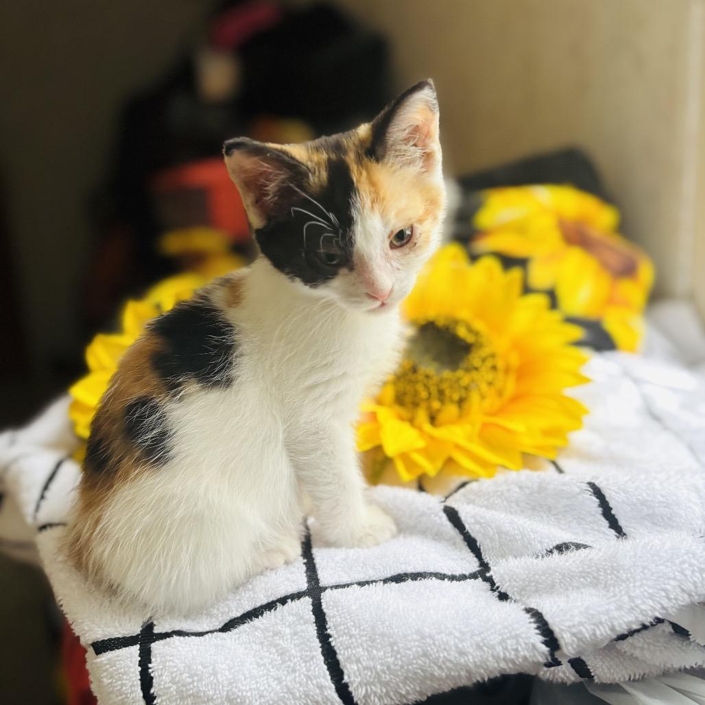 Scout Felv+ thumbnail 6