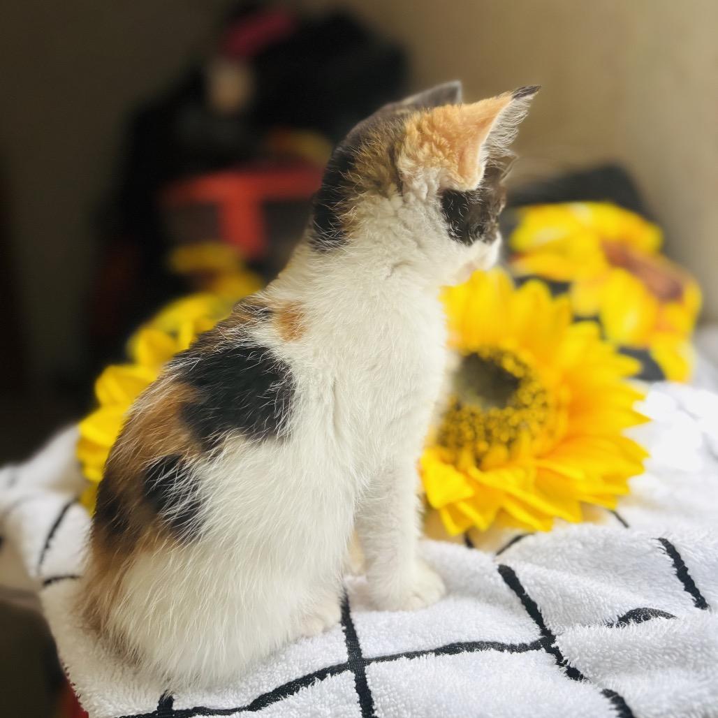 Scout Felv+ thumbnail 7