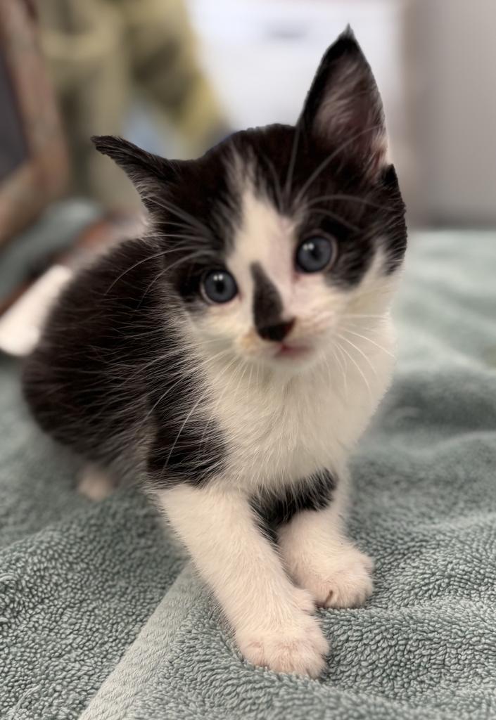 Enlarge Dasher, a Adopted mixed breed in Saint Paul, MN image 1/1