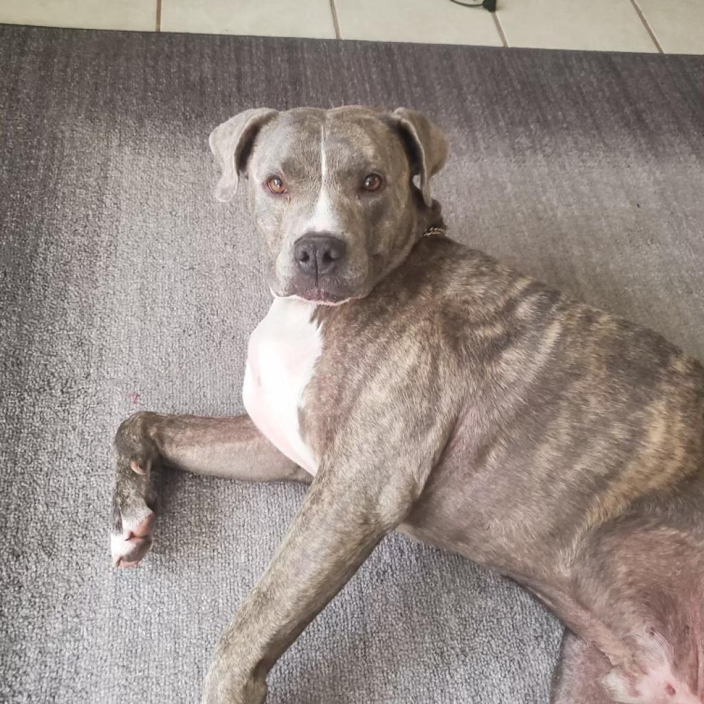 Enlarge Moose UT OS, a Adoptable Pit Bull Terrier in Las Vegas, NV image 2/2