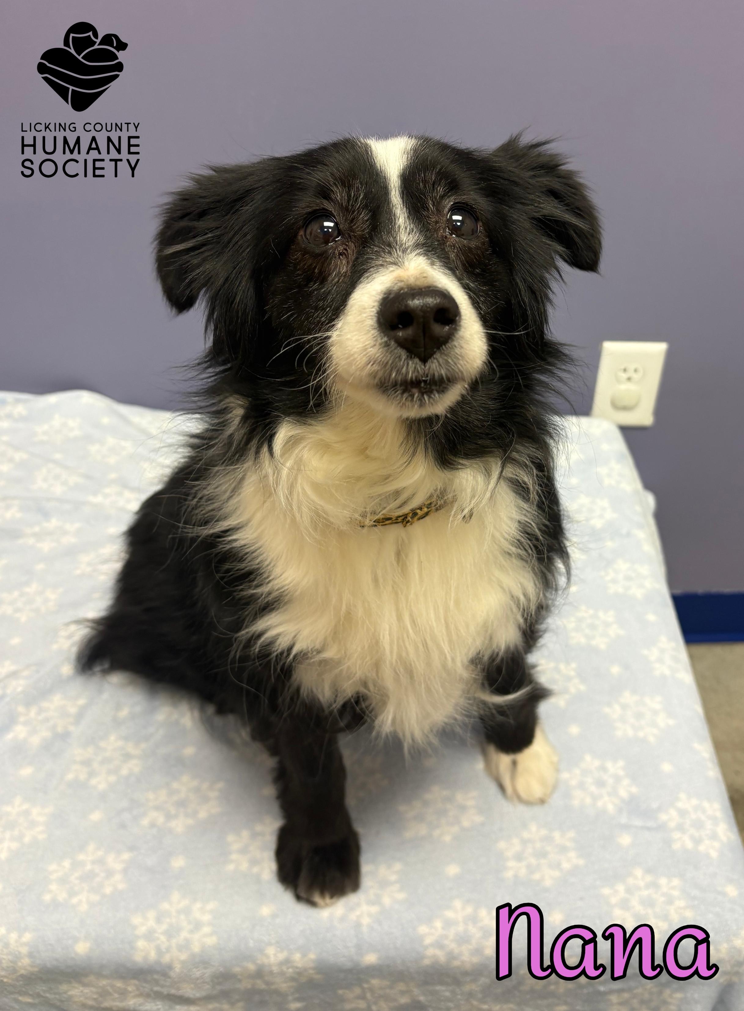 Nana, ADOPTABLE, Adult Female Australian Shepherd.