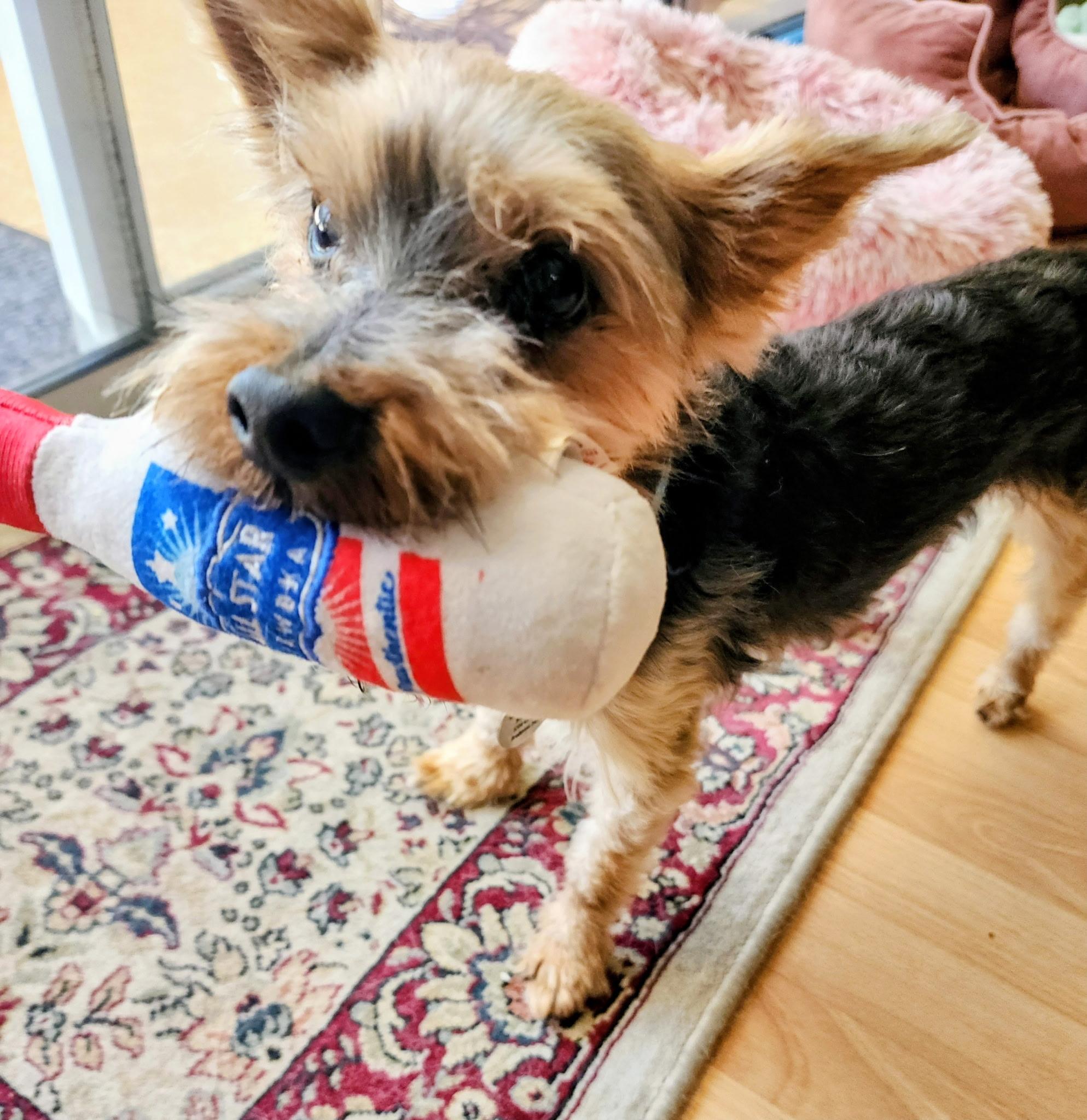 Jaxon, a ADOPTABLE Yorkshire Terrier in Bradenton, FL image 4/5