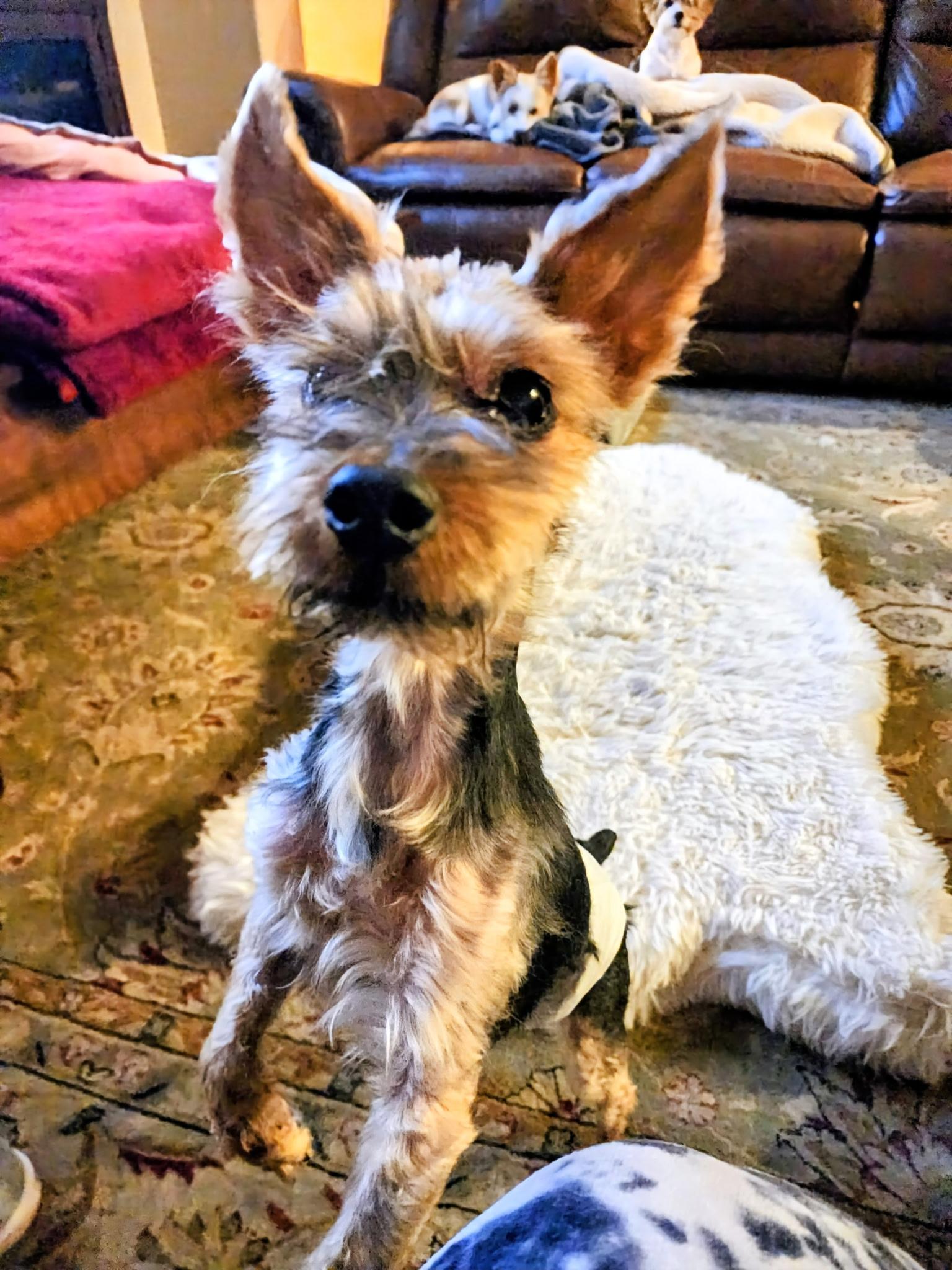 Jaxon, a ADOPTABLE Yorkshire Terrier in Bradenton, FL image 3/3
